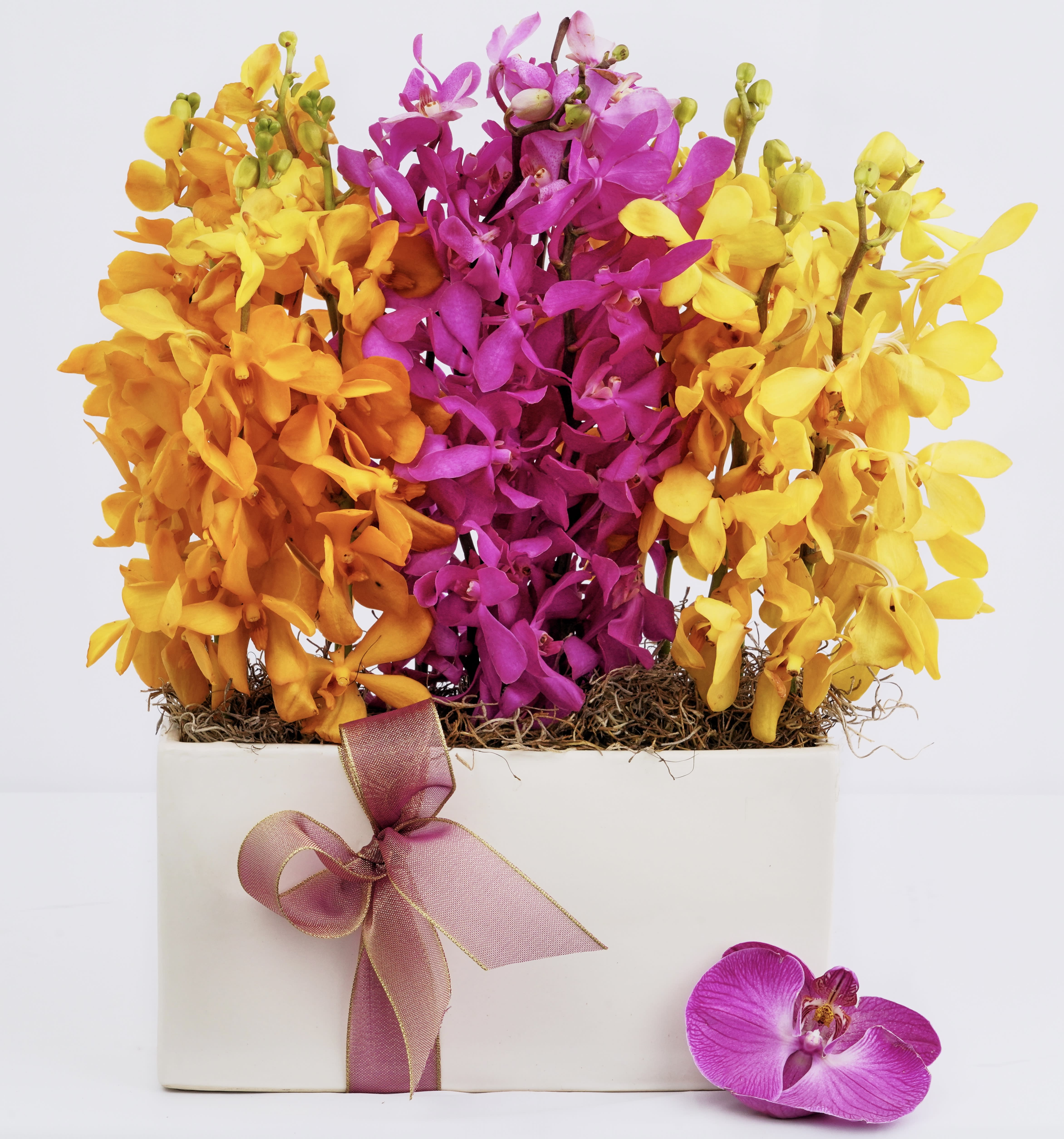 Bright orchid arrangement in a white box with a pink ribbon