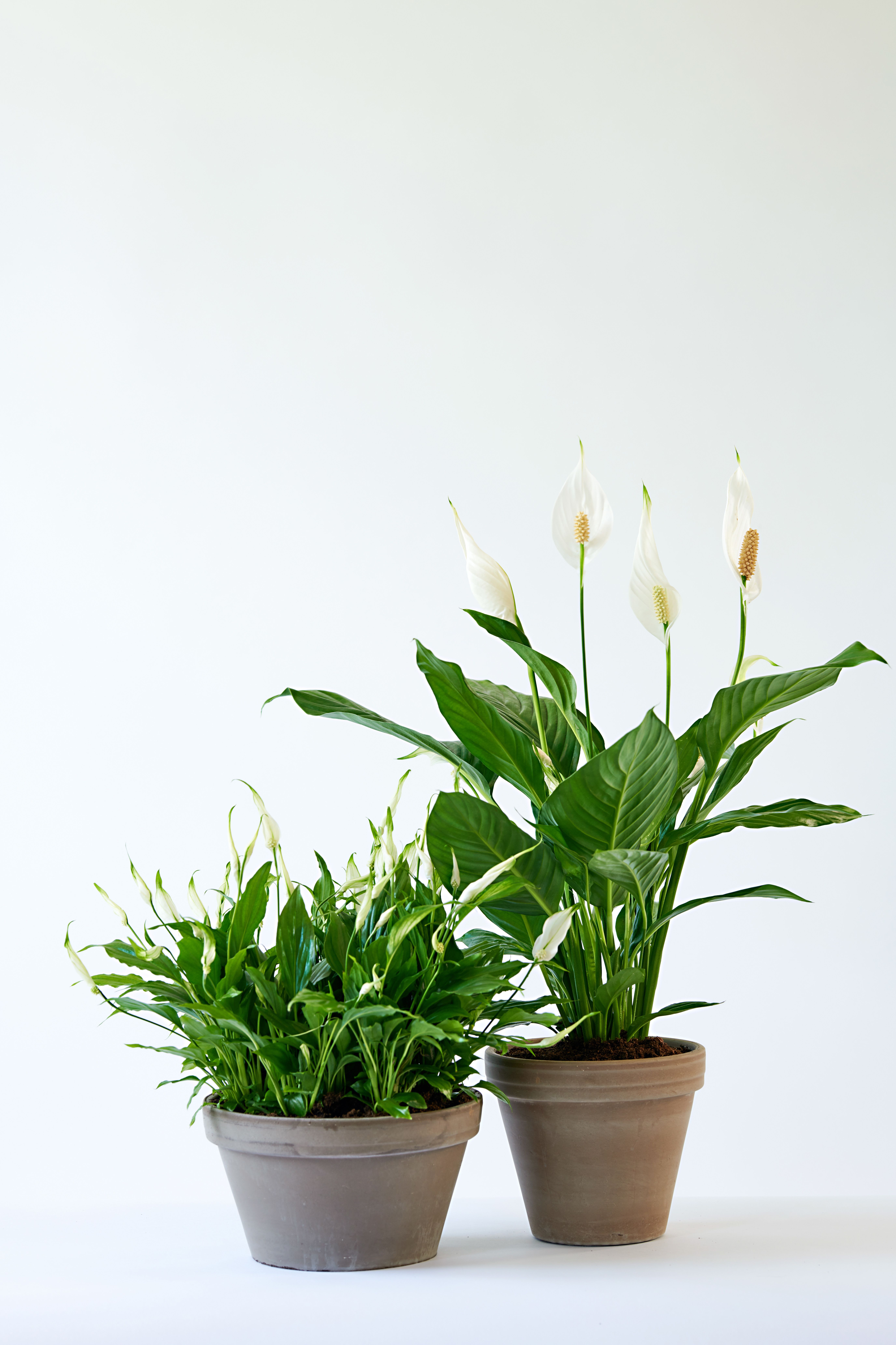 Two potted peace lily plants with white blooms in simple clay pots