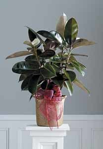 Tropical Foliage plant - House plant tropical