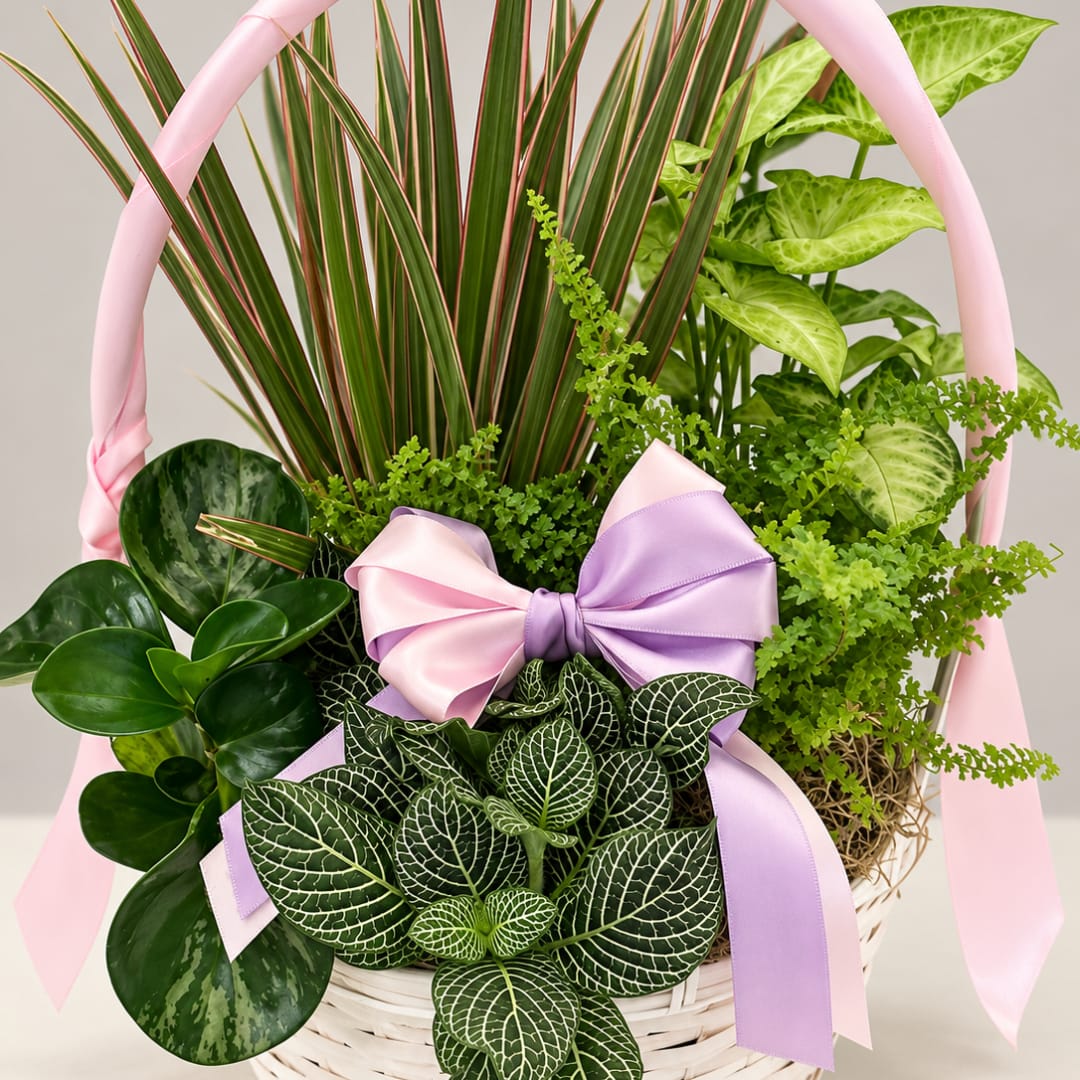 Basket of assorted green houseplants with pink and lavender ribbon bows