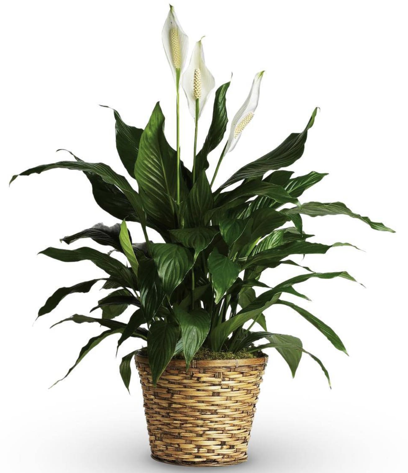 Potted peace lily with white blooms in a woven basket planter