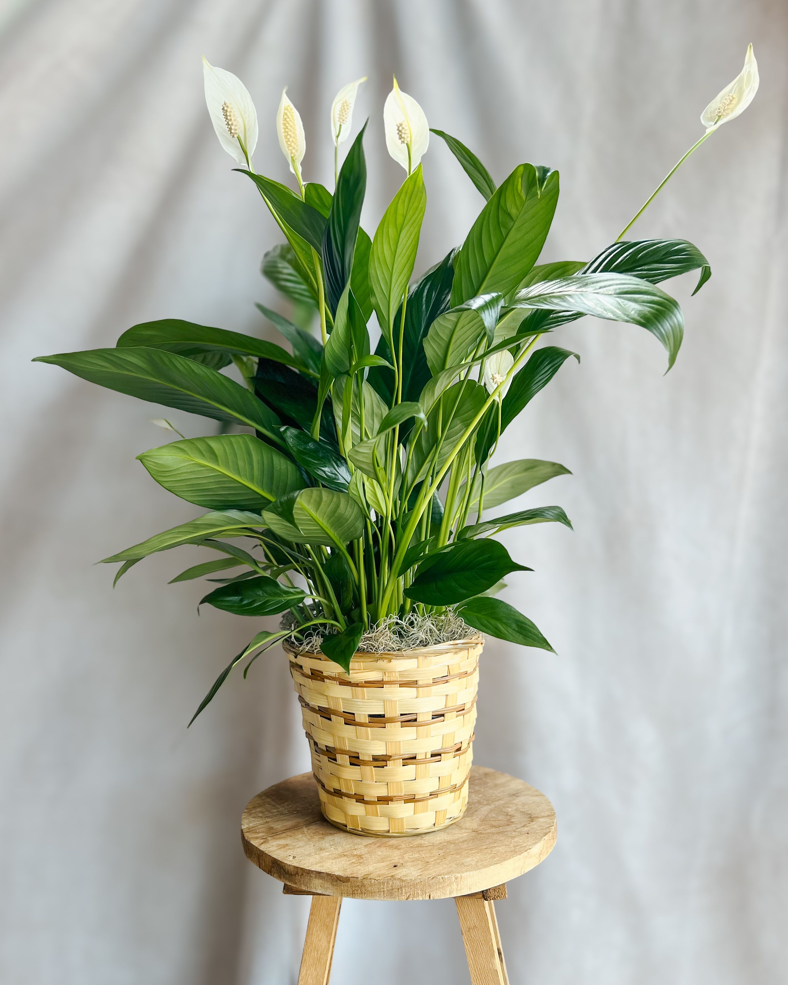 Potted peace lily in a woven basket planter