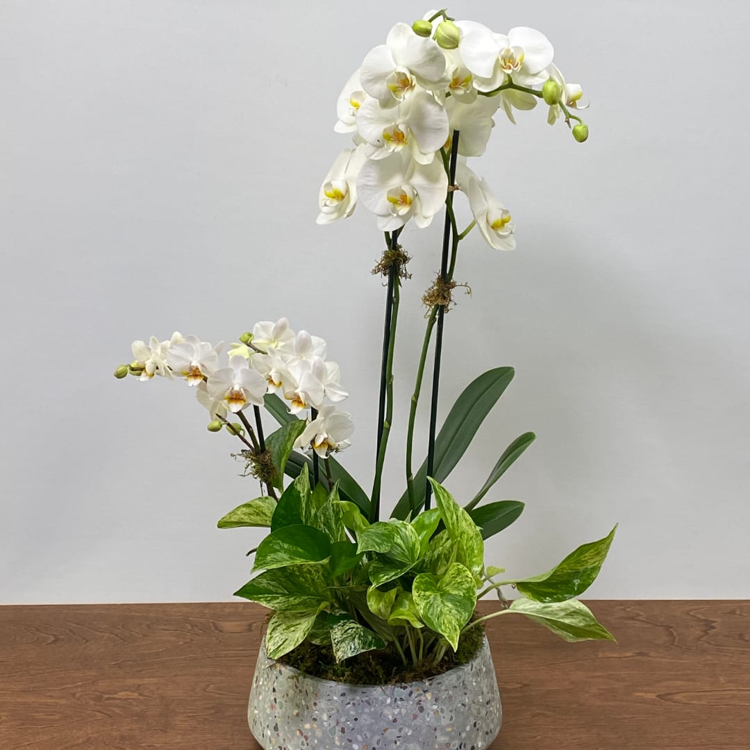 White orchids in a low terrazzo planter with green foliage
