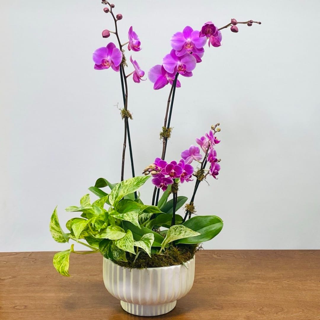 Purple orchids in a white ribbed pot with trailing pothos