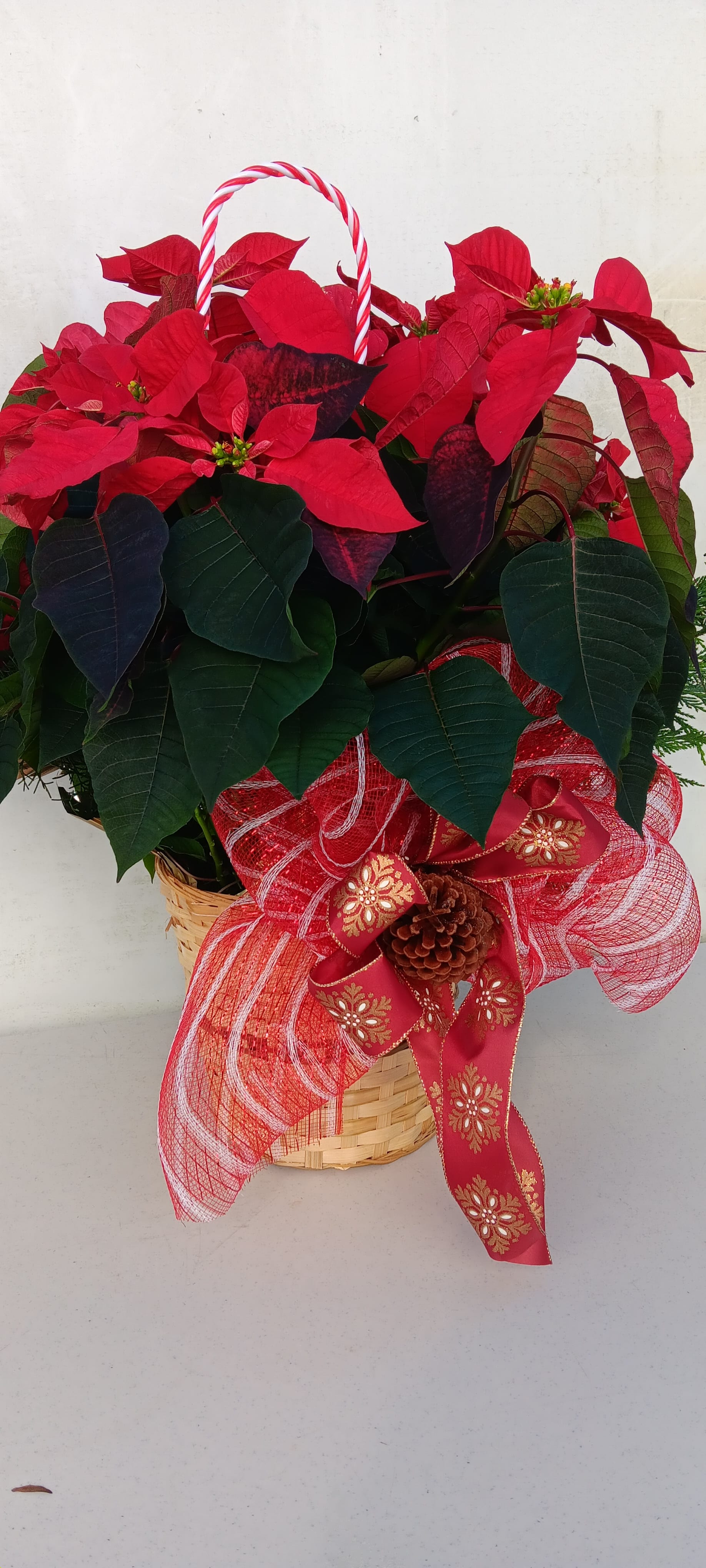 Poinsettia plant in a woven basket with a red ribbon bow