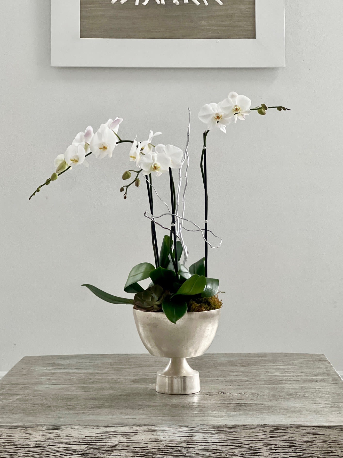 White orchid plant in a silver pedestal planter on a wooden table