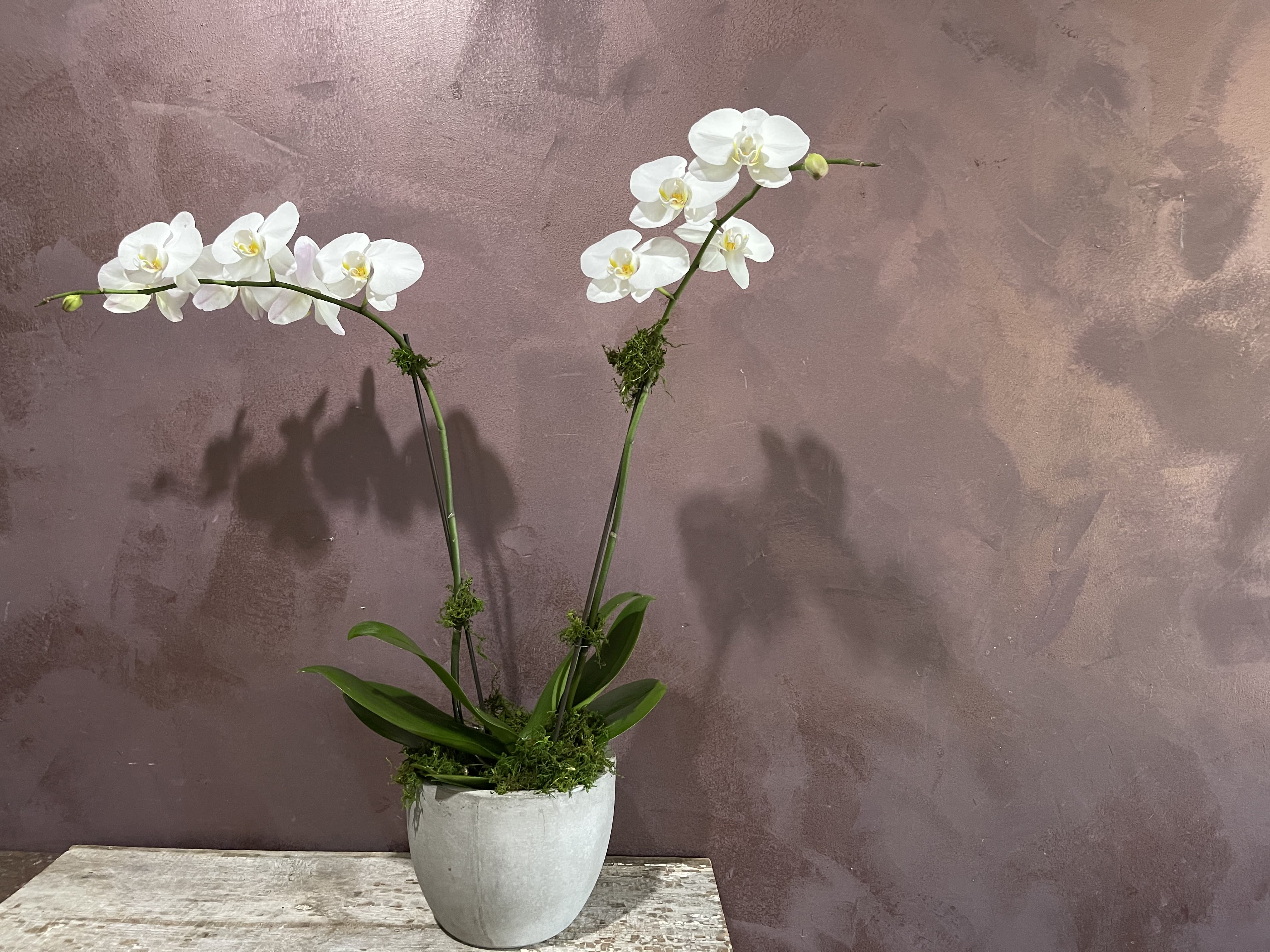 White orchids in a gray pot on a table