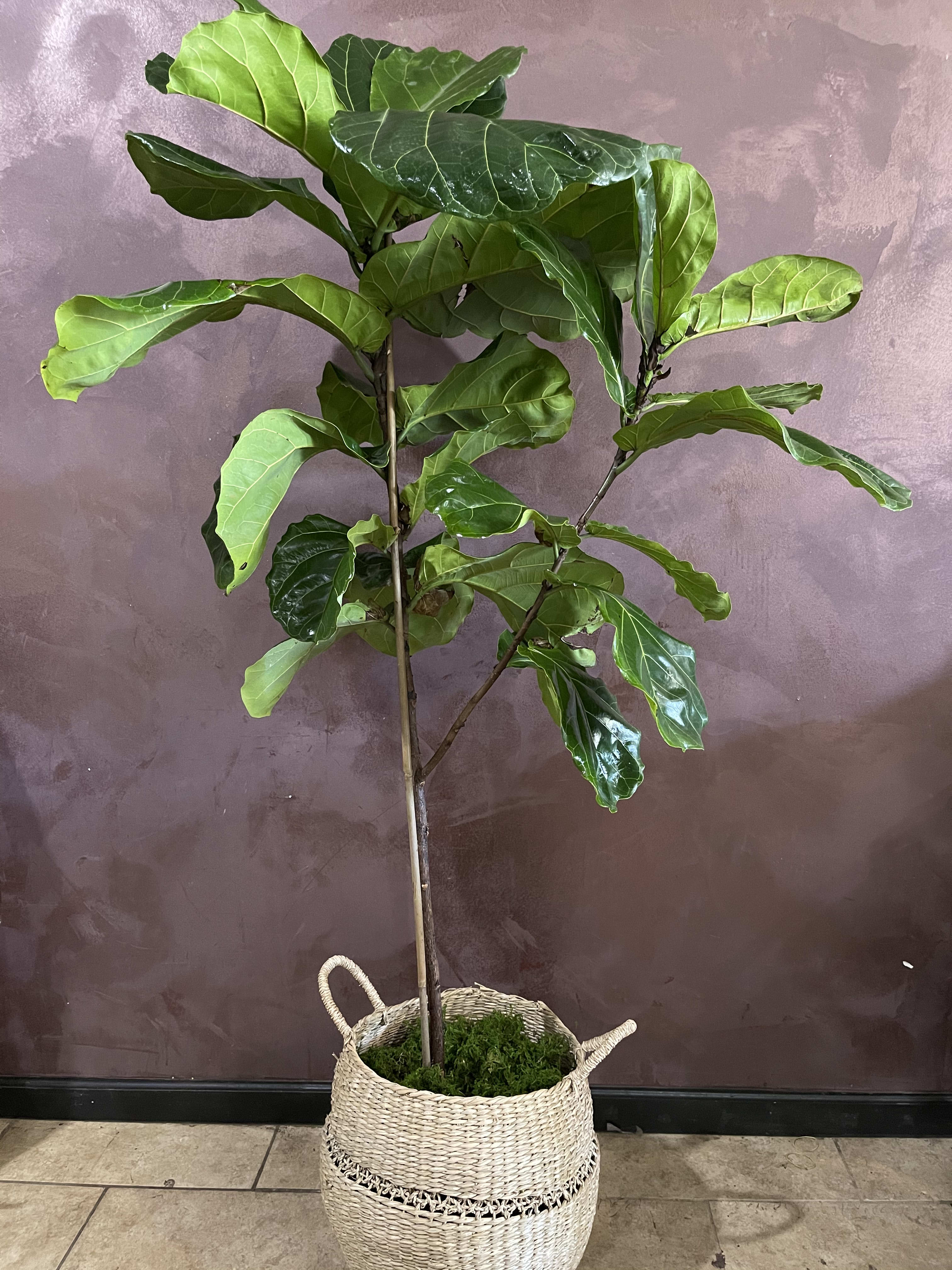 Potted fiddle leaf fig plant in a woven basket