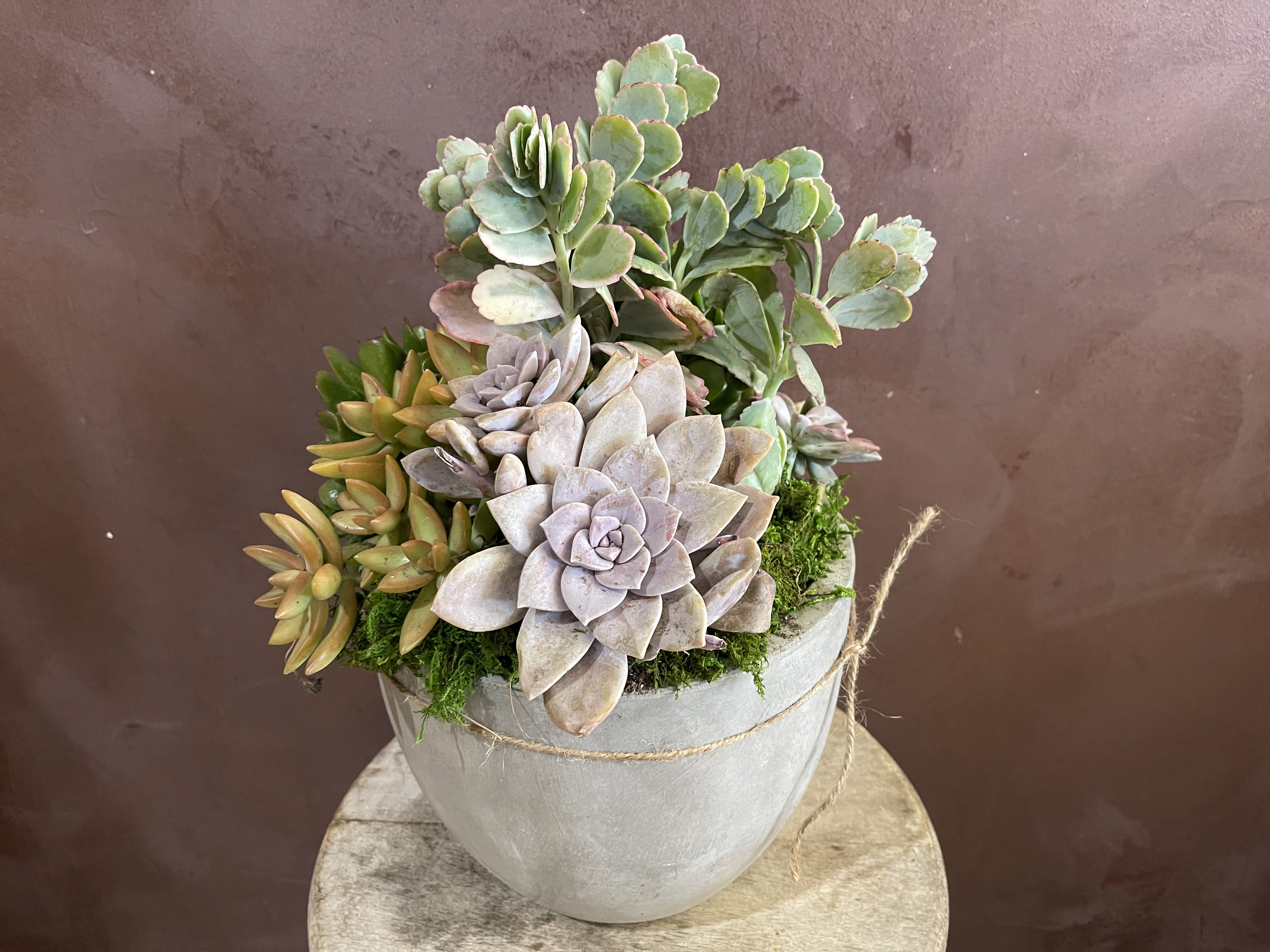 Potted succulent arrangement in a gray container
