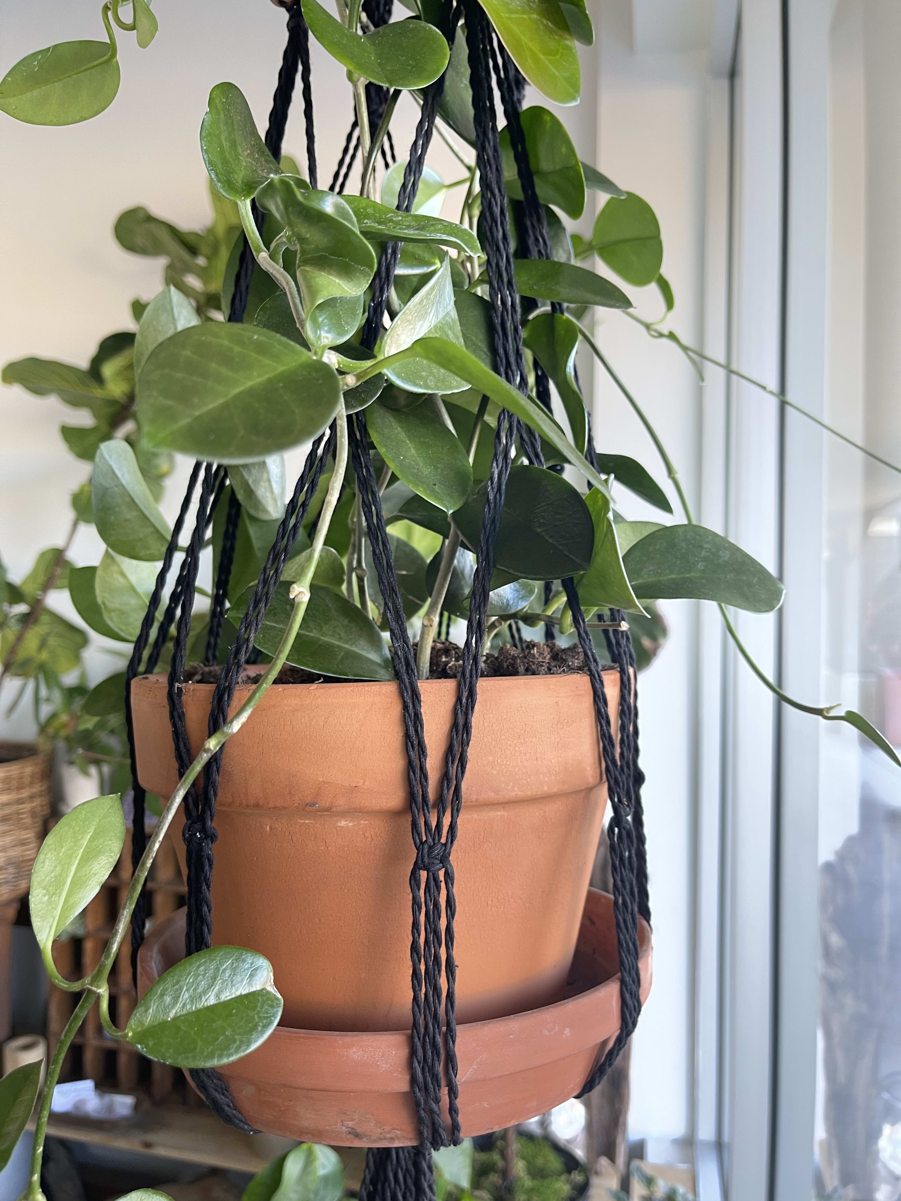 Trailing green houseplant in a terracotta hanging pot