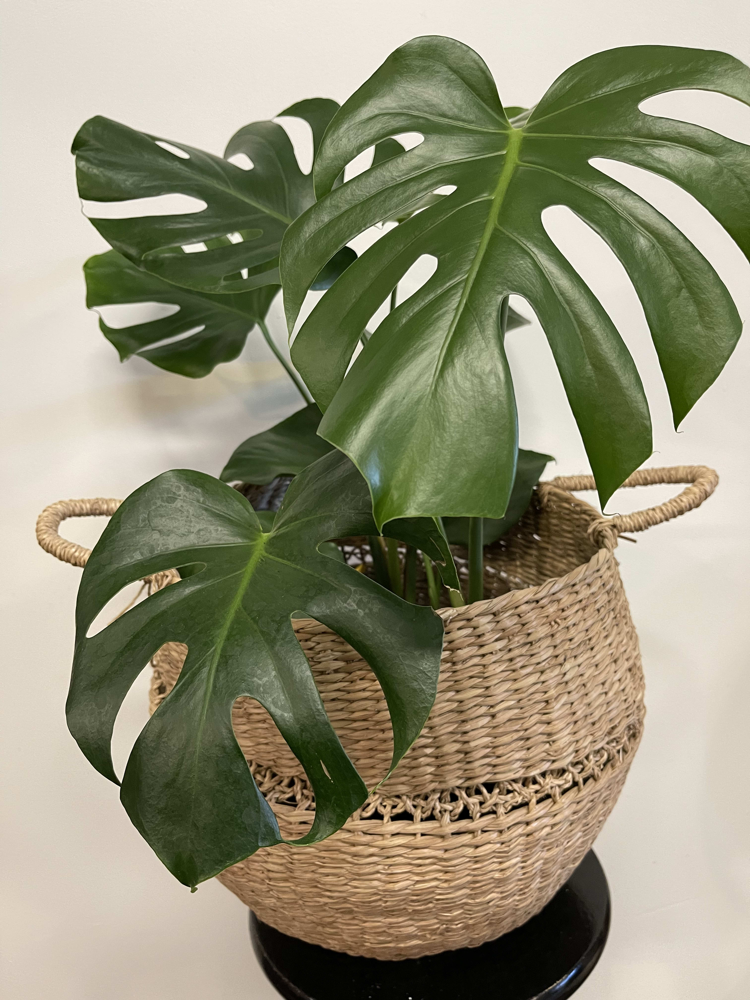 Monstera plant in a woven basket planter