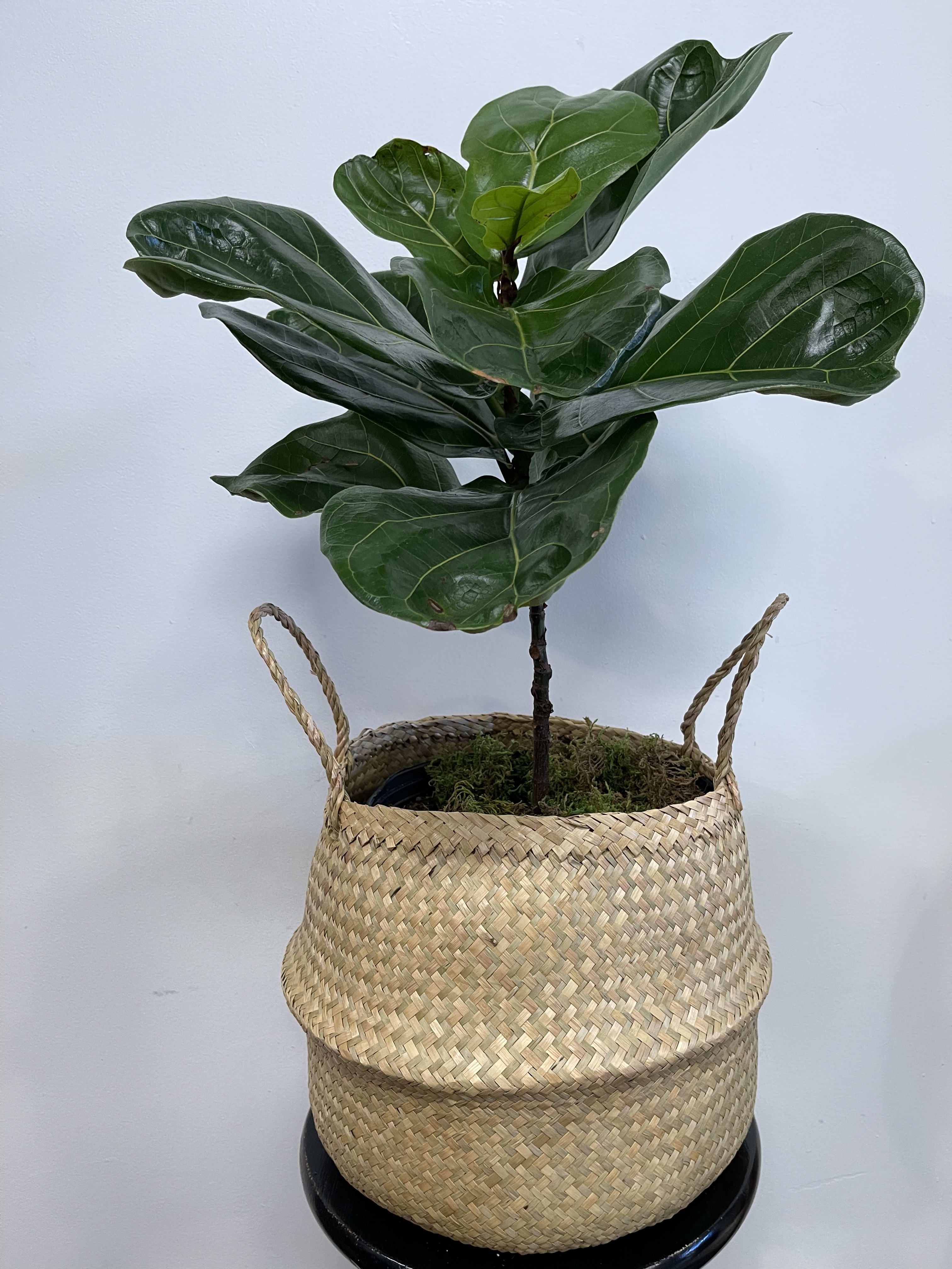 Potted fiddle leaf fig plant in a woven basket
