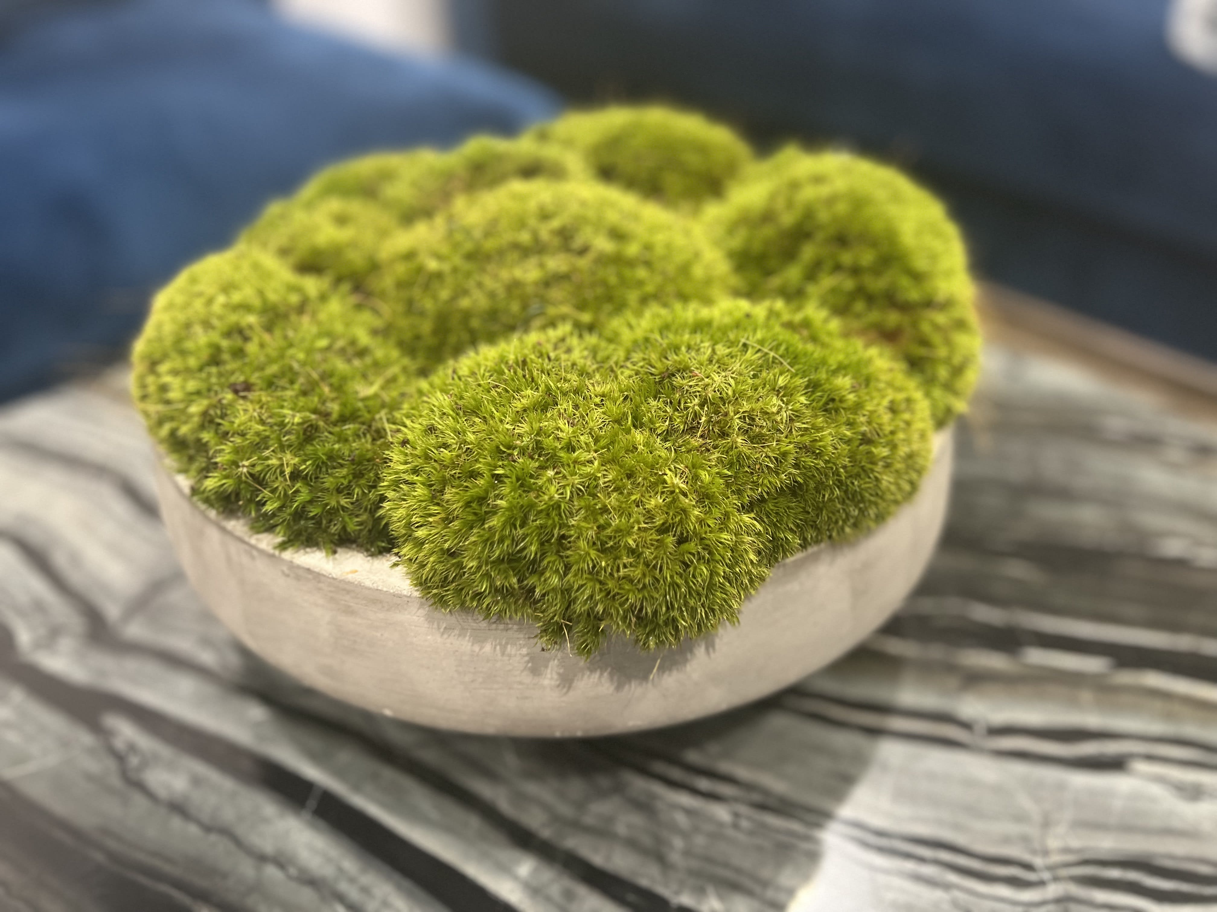 Green moss balls arranged in a shallow white bowl