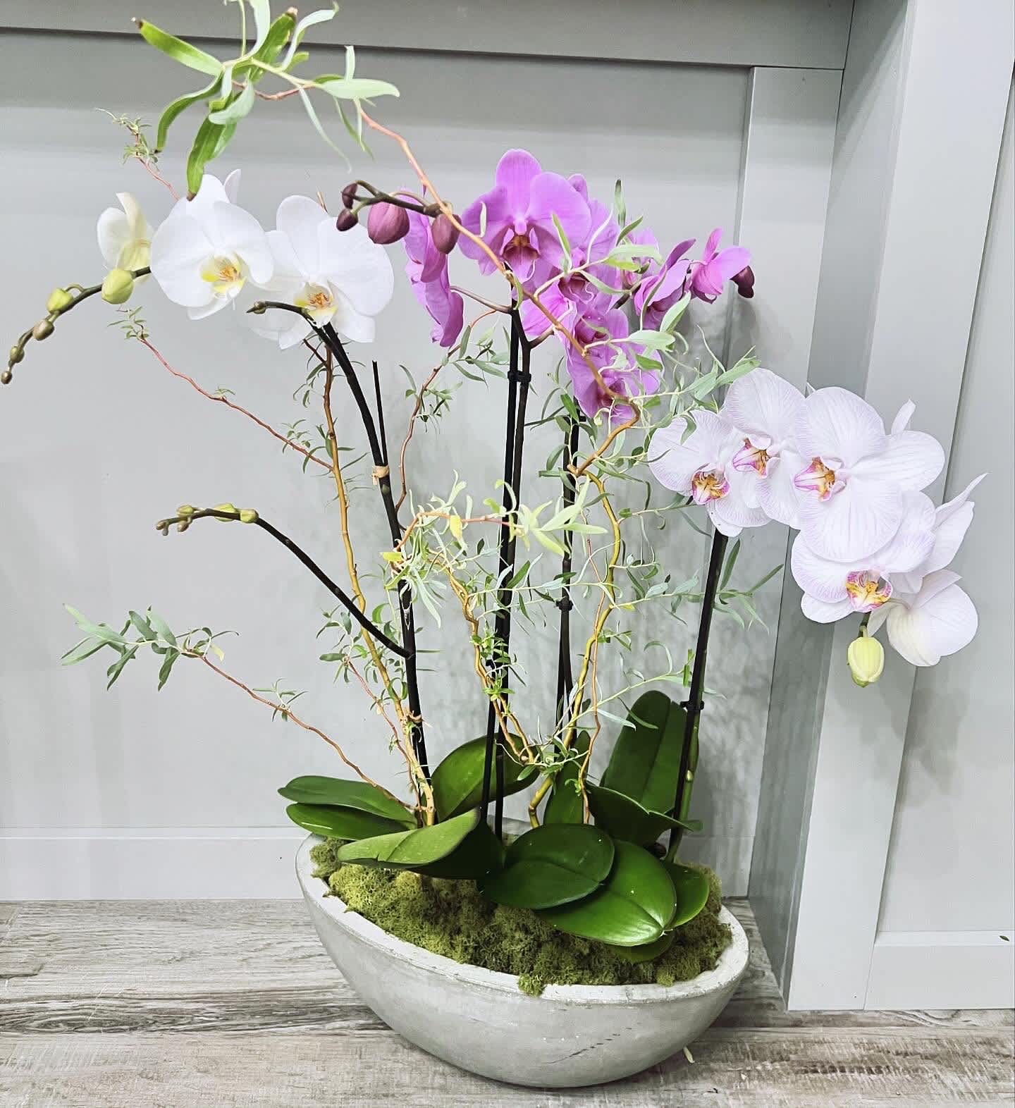 Orchid arrangement in a shallow white planter with white and pink blooms