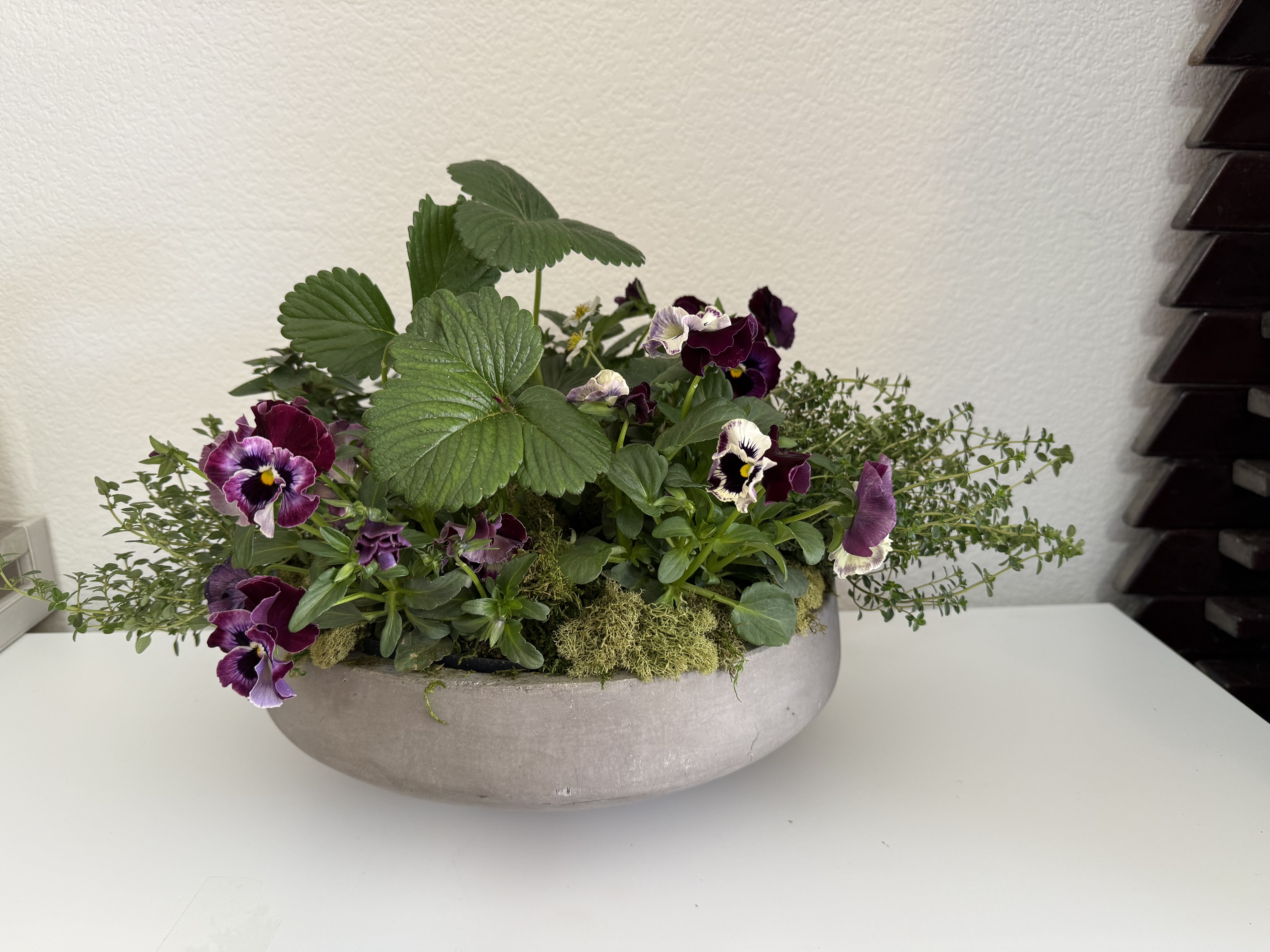 Low planter with purple pansies and green foliage in a shallow bowl