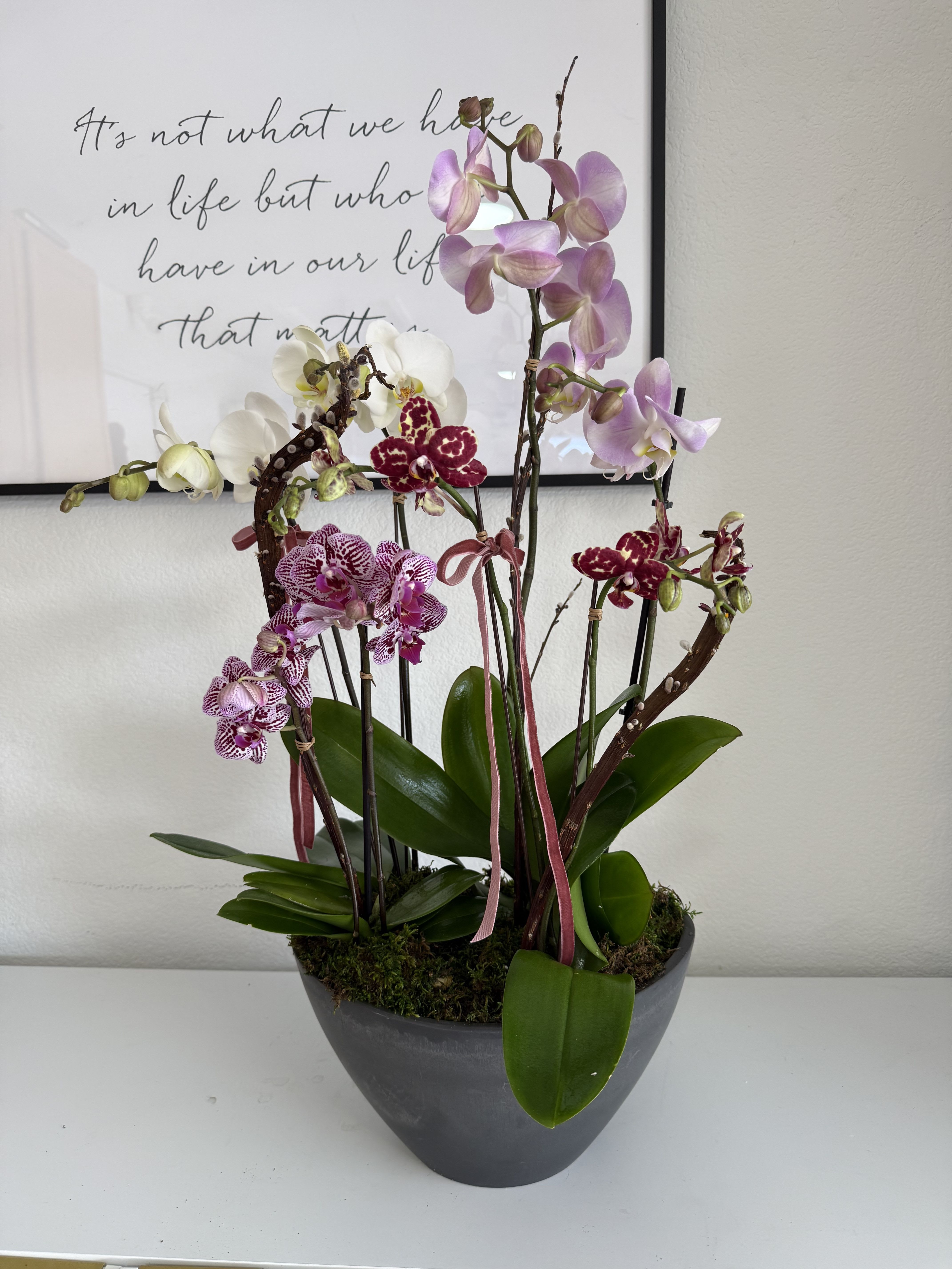 Potted orchid arrangement with pink, white, and burgundy blooms