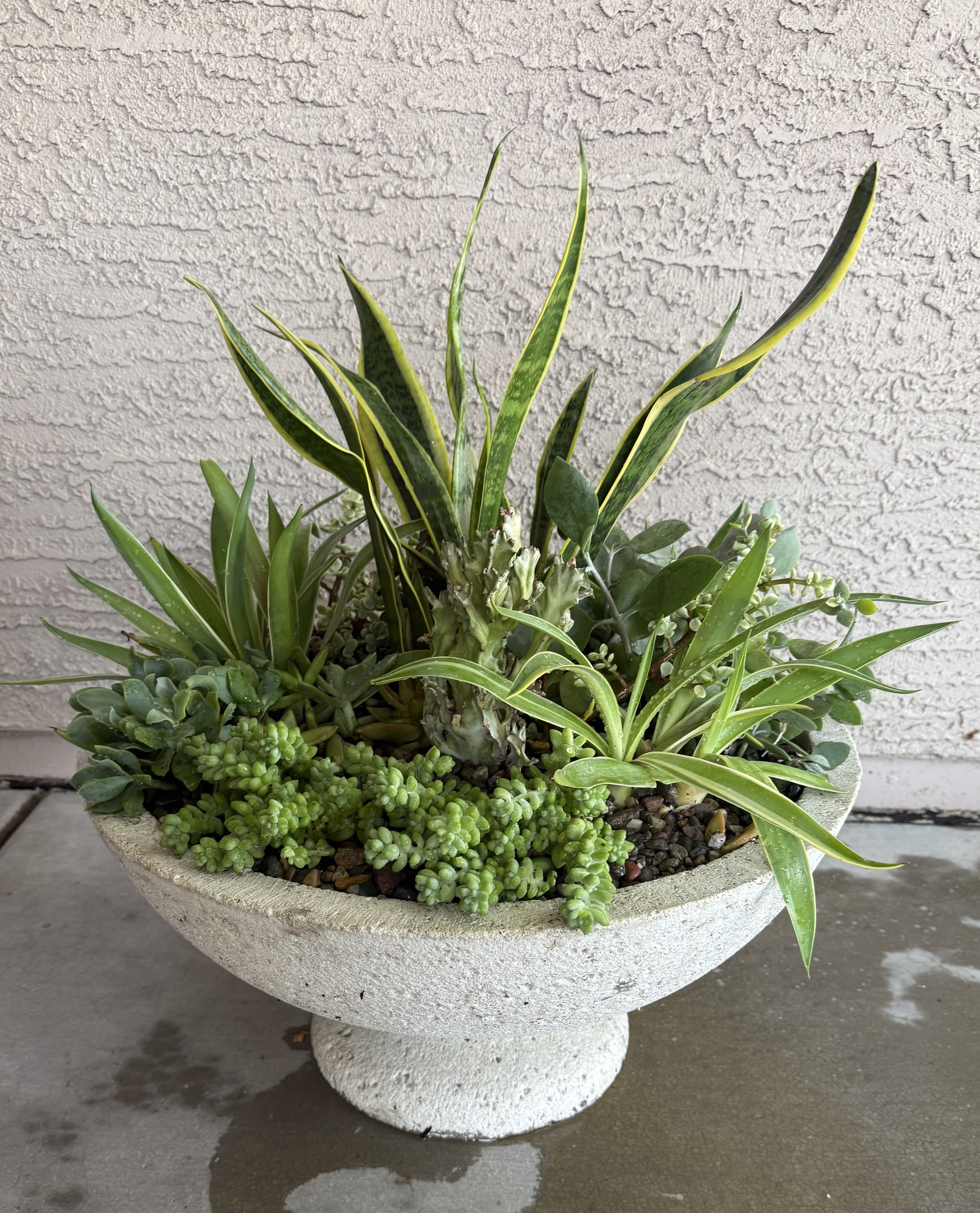 Succulent planter in a white pedestal bowl