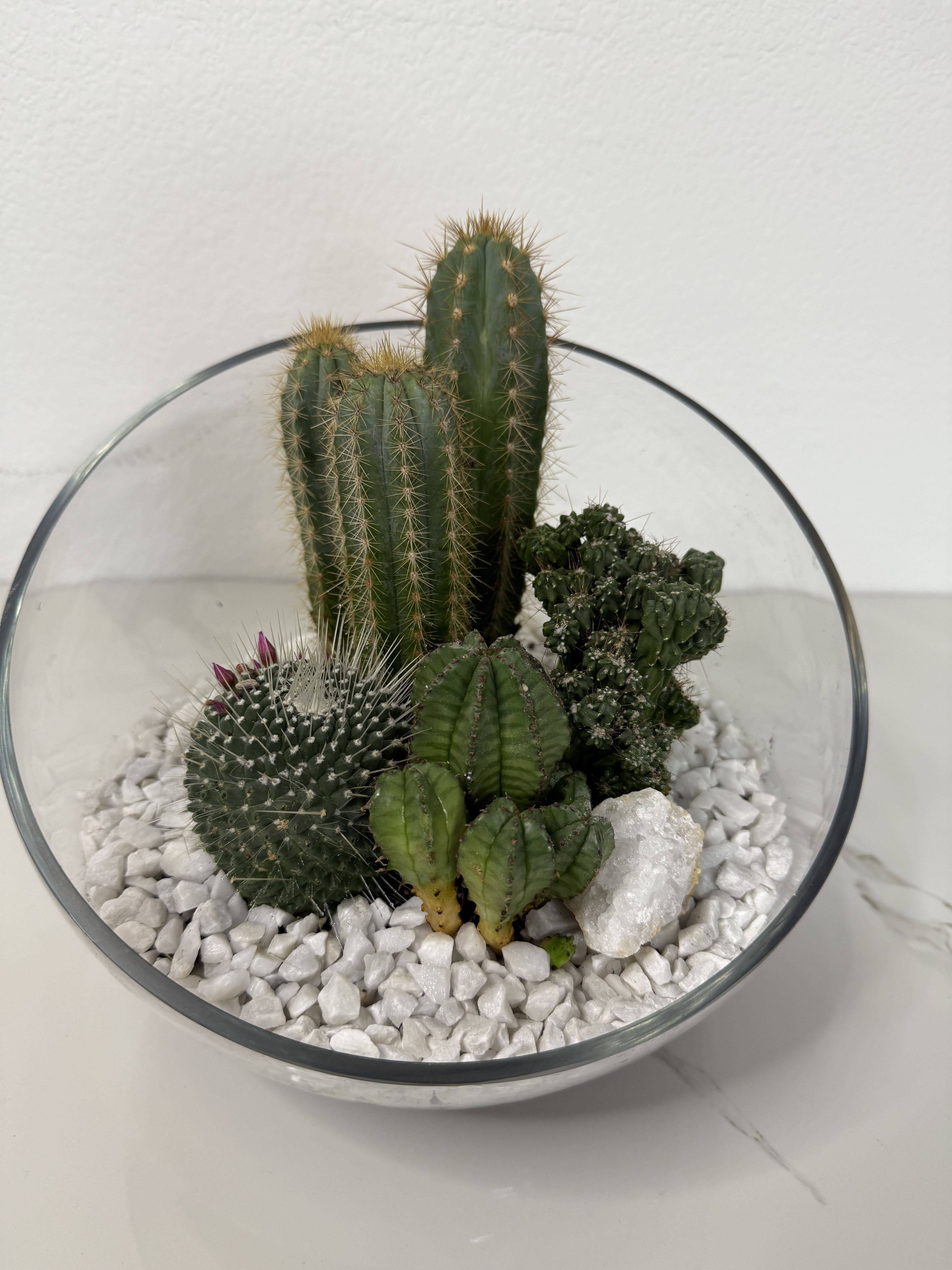 Glass bowl terrarium with several cacti and white stones