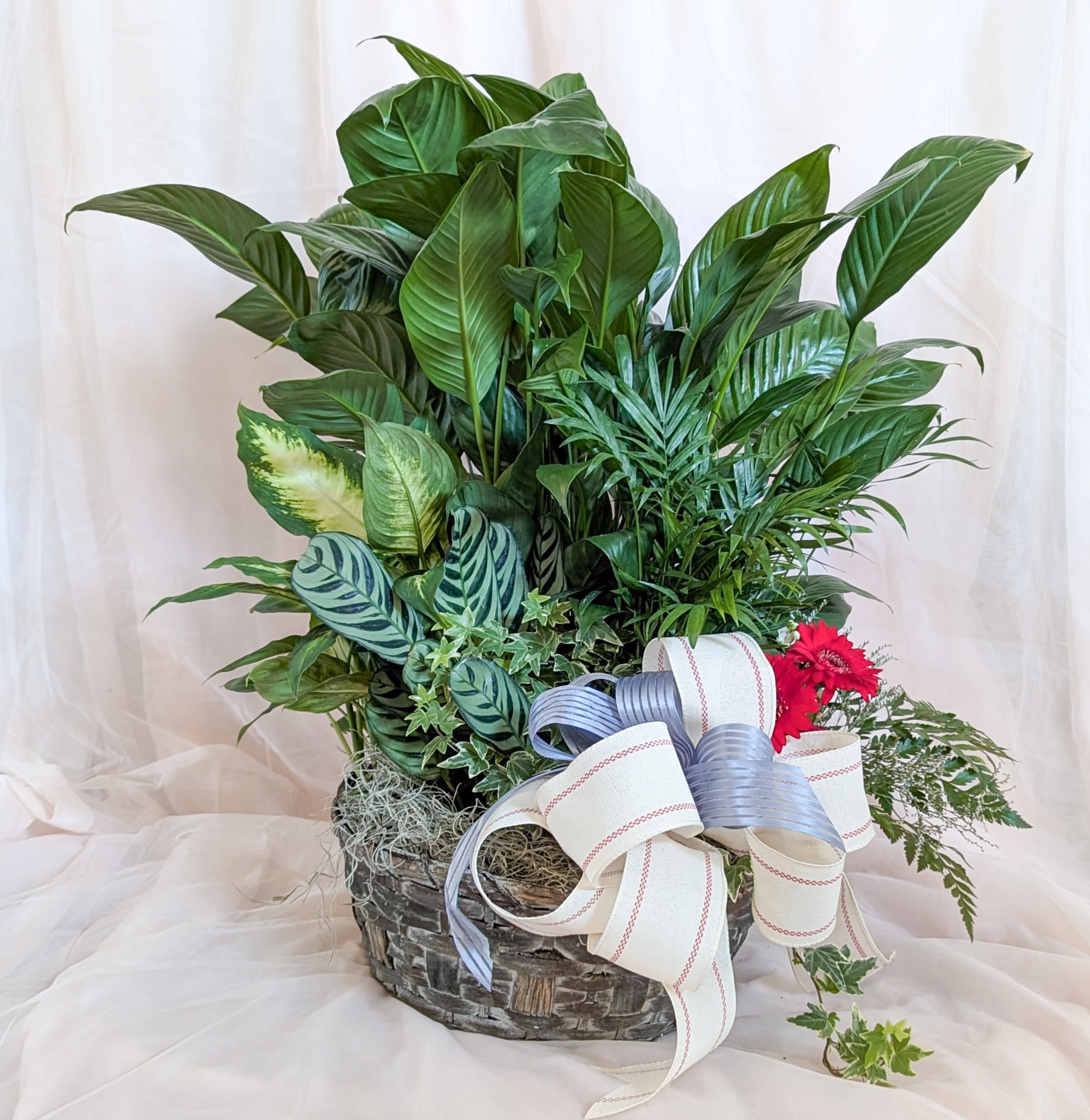 A lush green plant arrangement in a woven basket with a ribbon bow and red flowers.