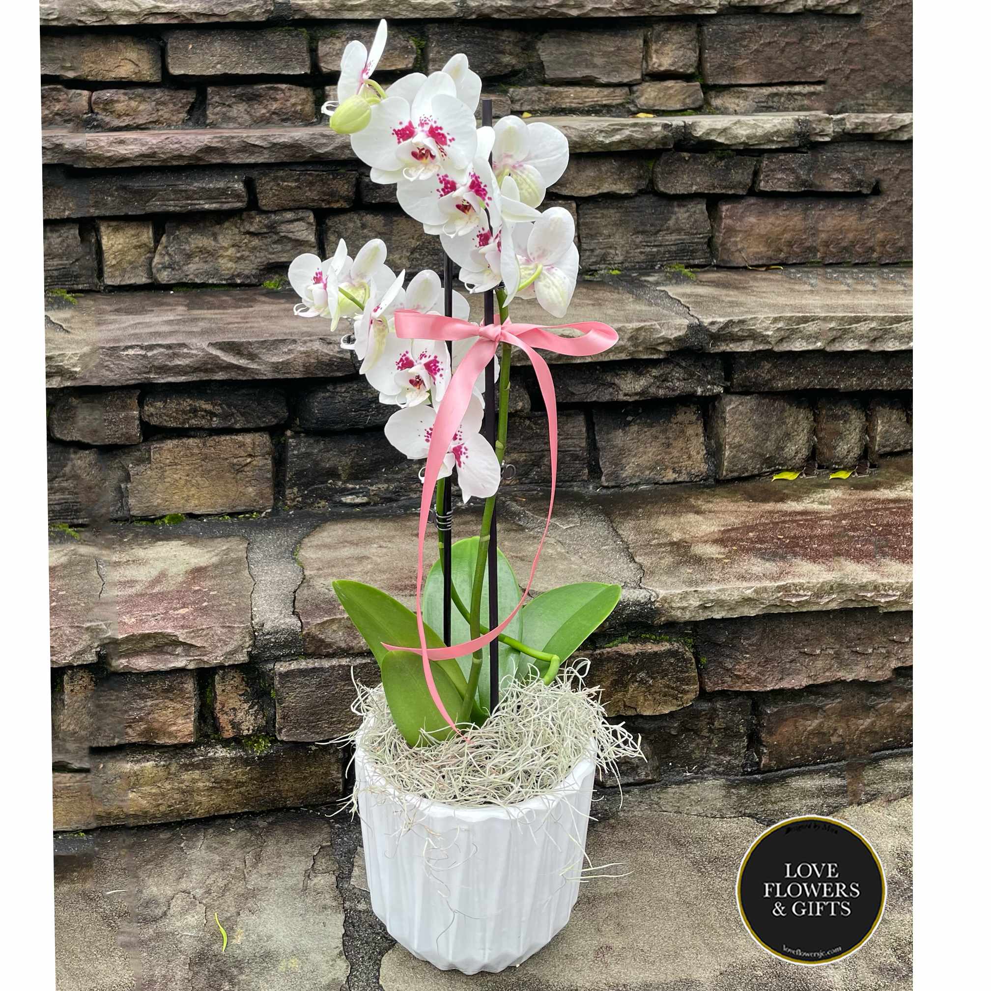 Potted white phalaenopsis orchid with pink centers in a white pot with pink ribbon bow