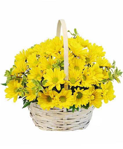 Yellow daisies arranged in a white wicker basket with a handle