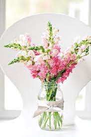Pink and white snapdragons in a clear glass vase with a ribbon
