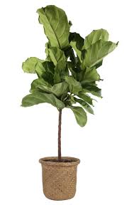 Potted green houseplant with broad leaves in a woven planter