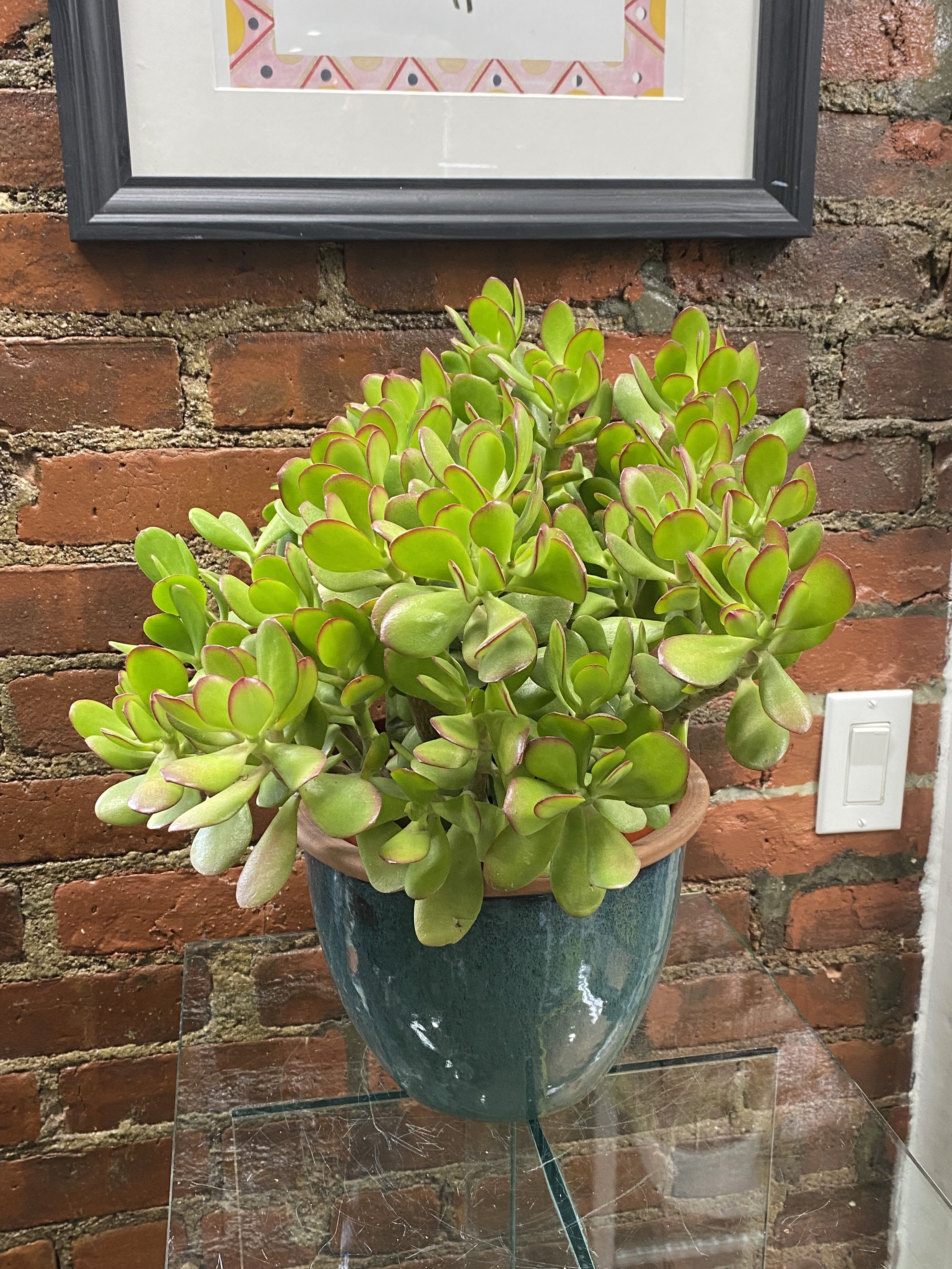Potted succulent plant with thick green leaves in a blue ceramic pot