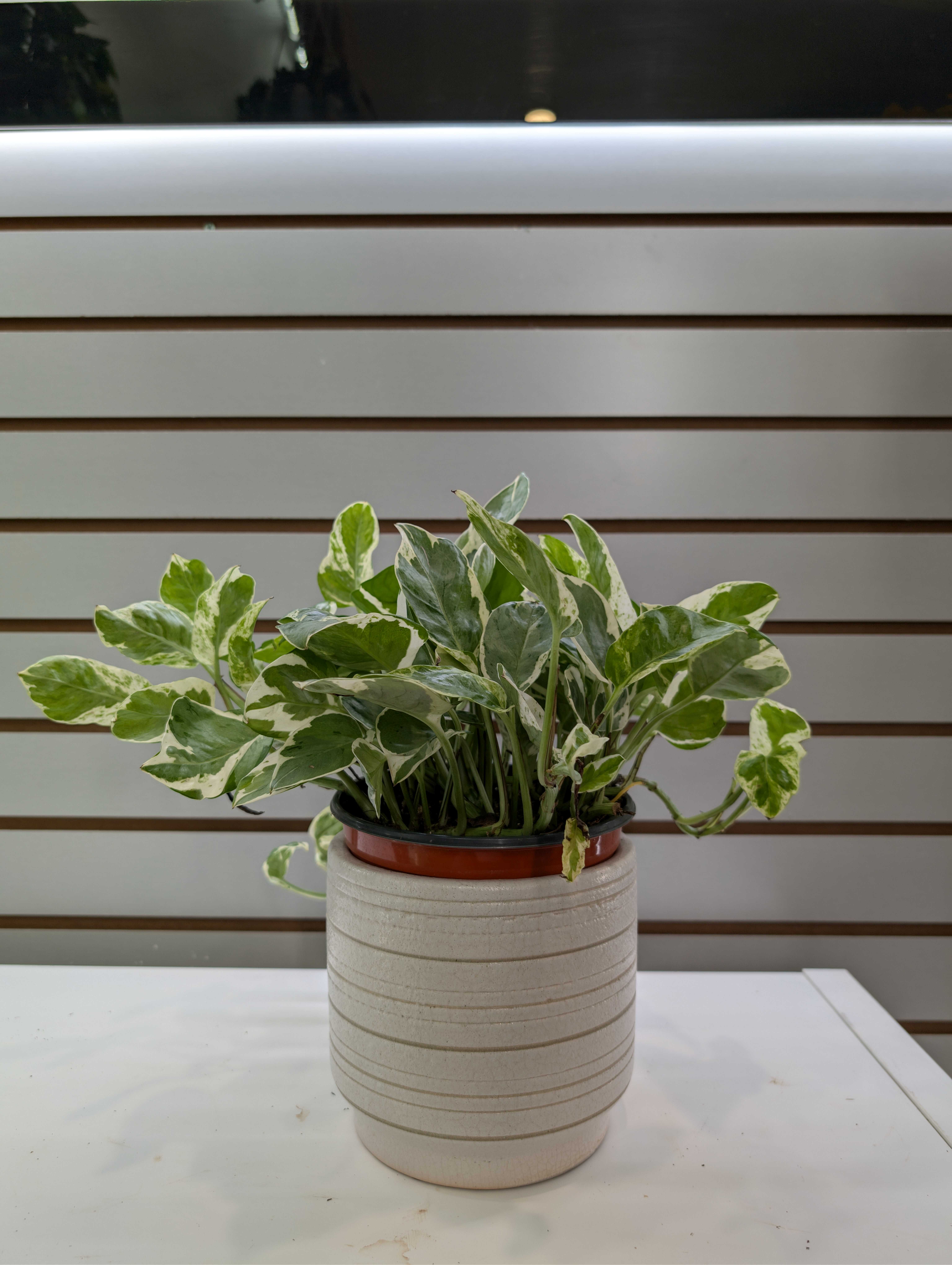 Variegated green-and-white potted plant in a beige ceramic pot