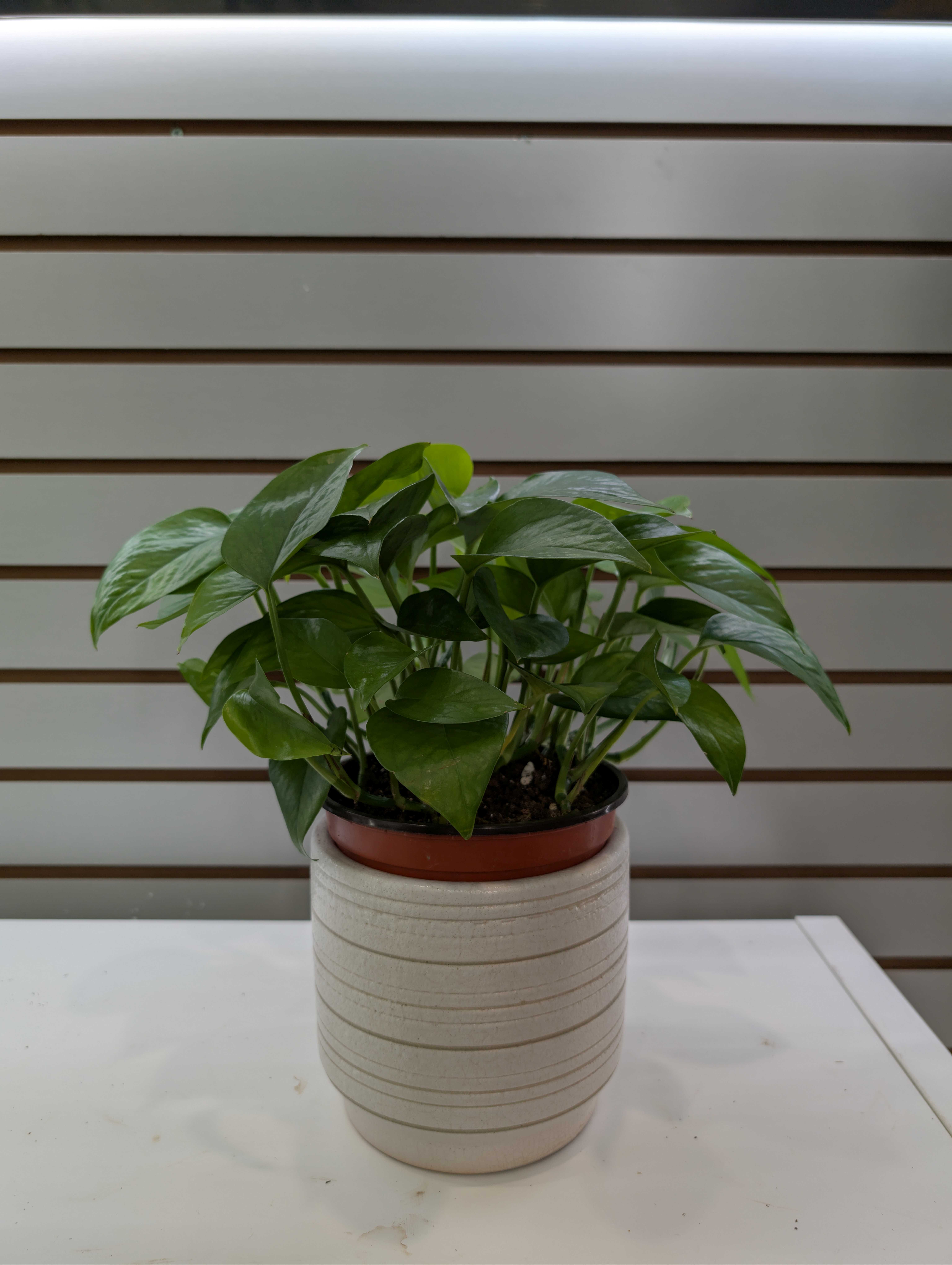 Potted green houseplant in a beige ceramic planter