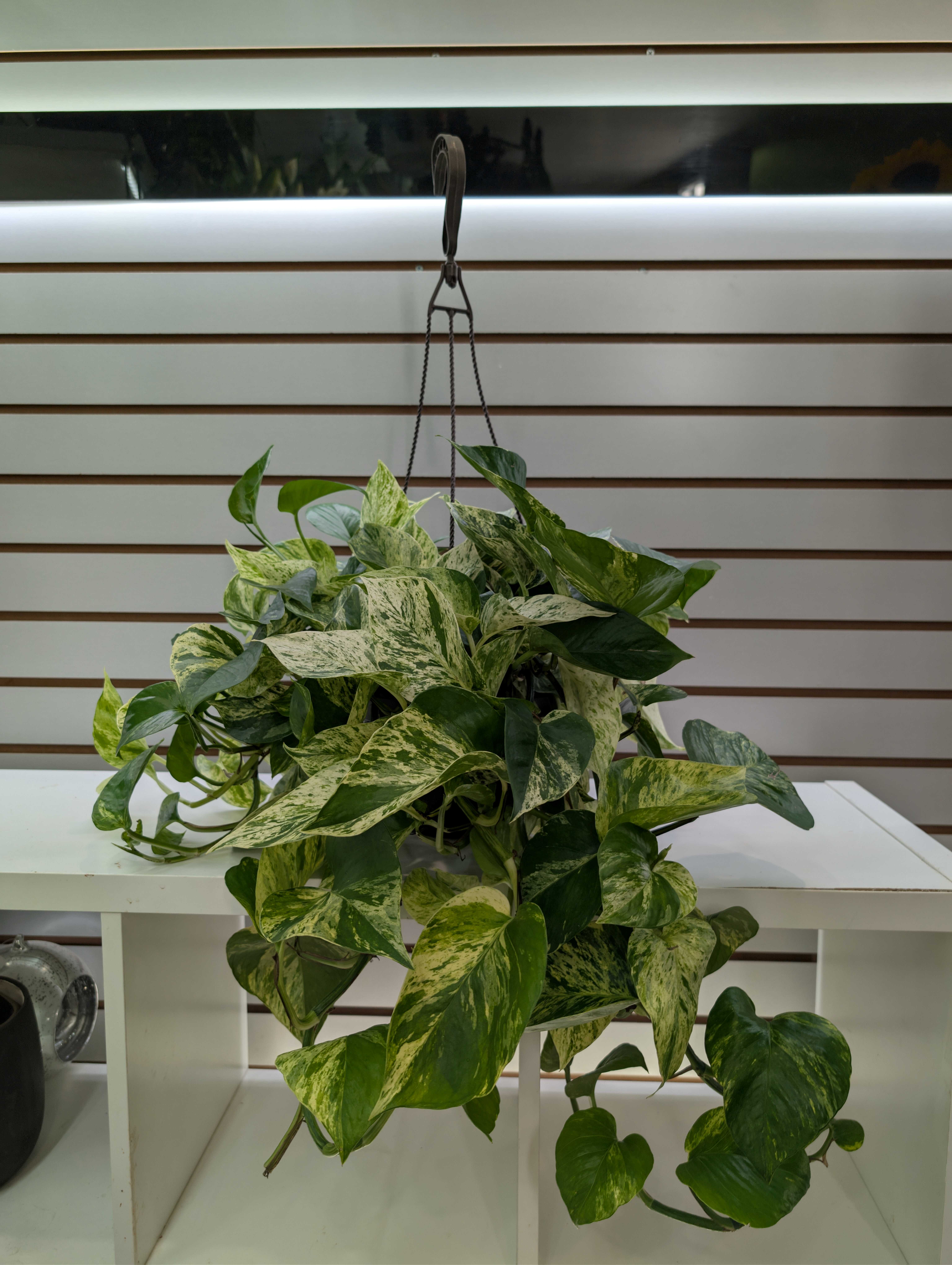 Hanging pothos plant with variegated green and cream leaves