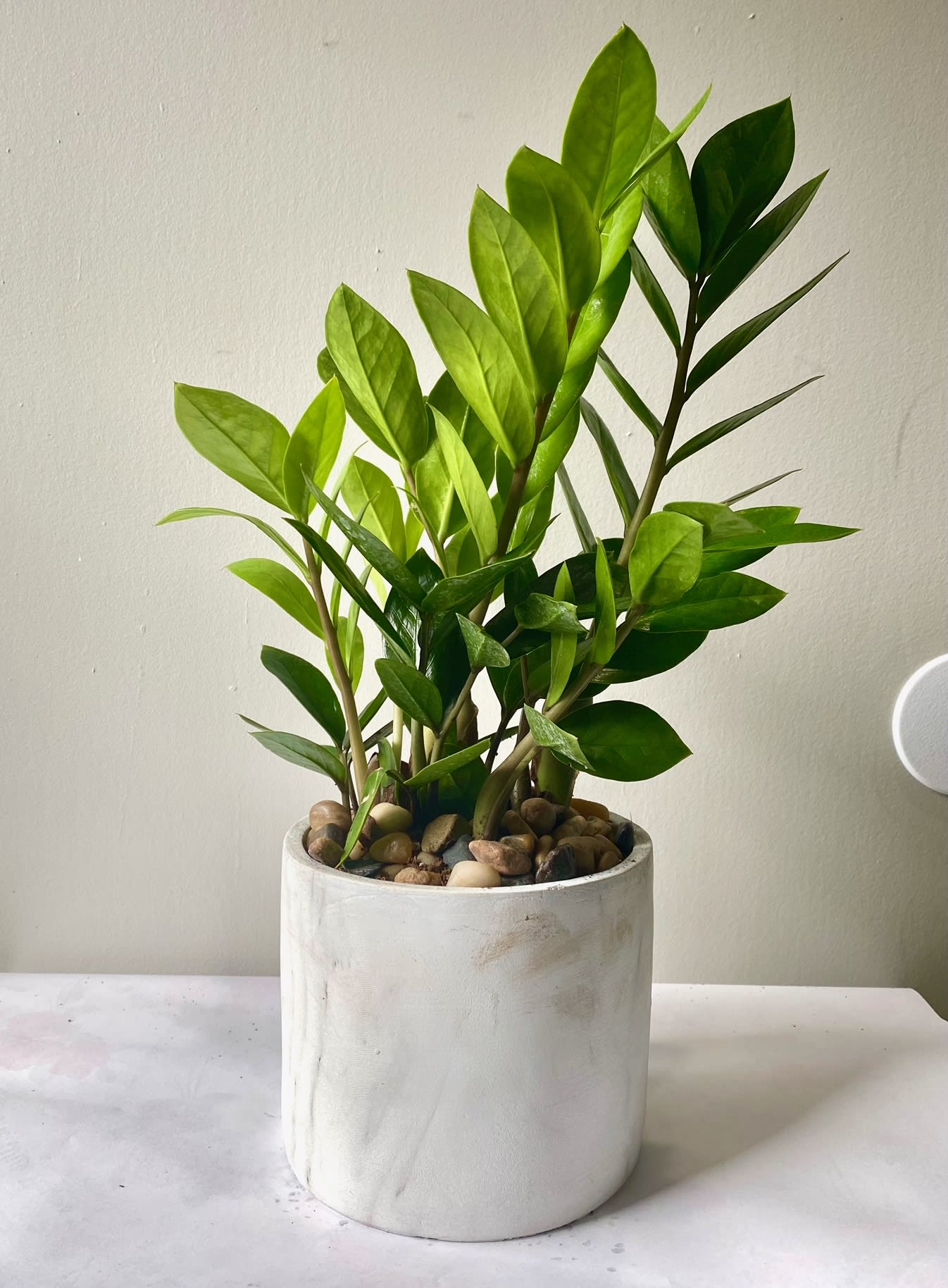 Potted green houseplant in a white ceramic planter