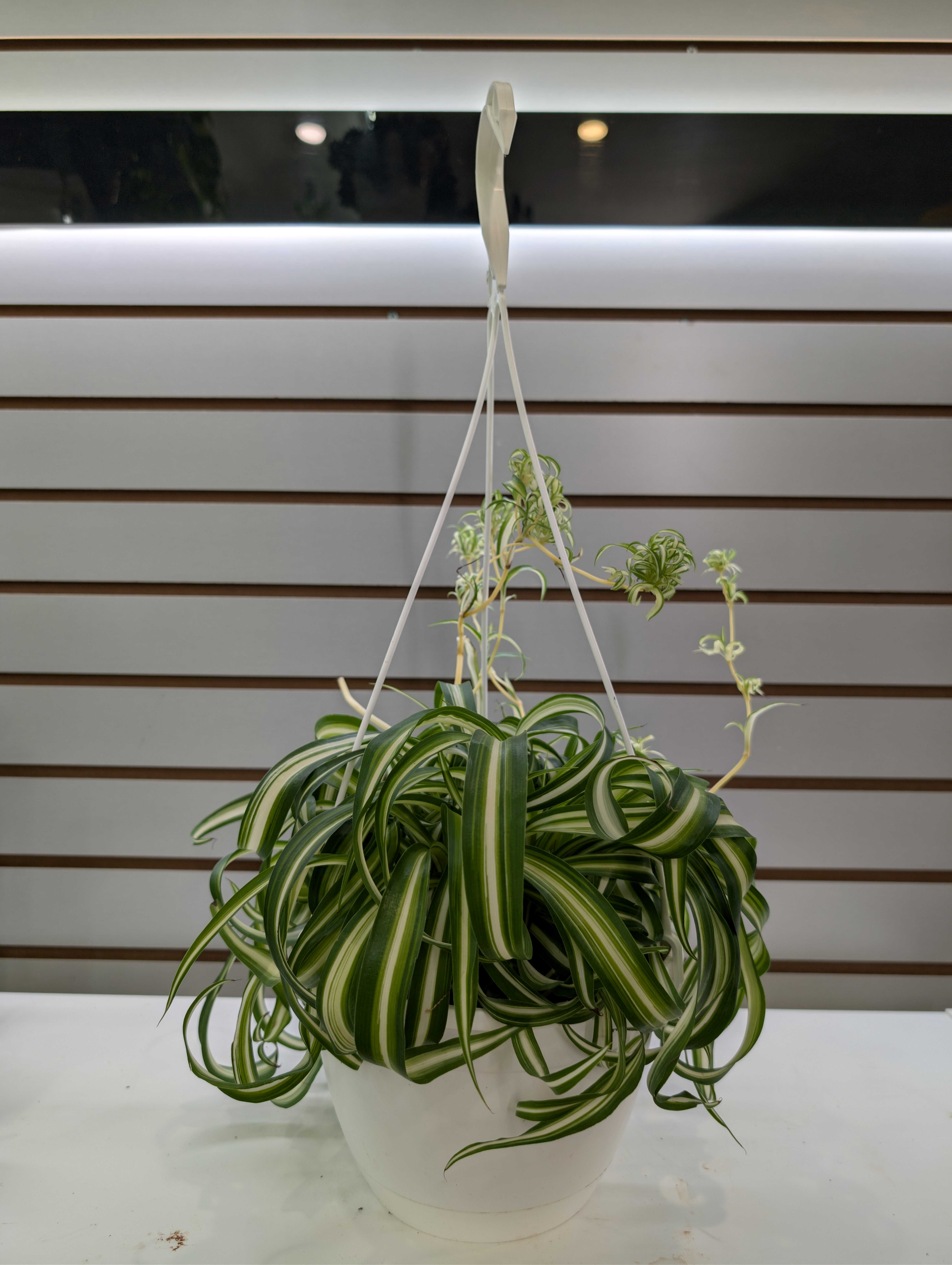 Hanging potted spider plant in a white container