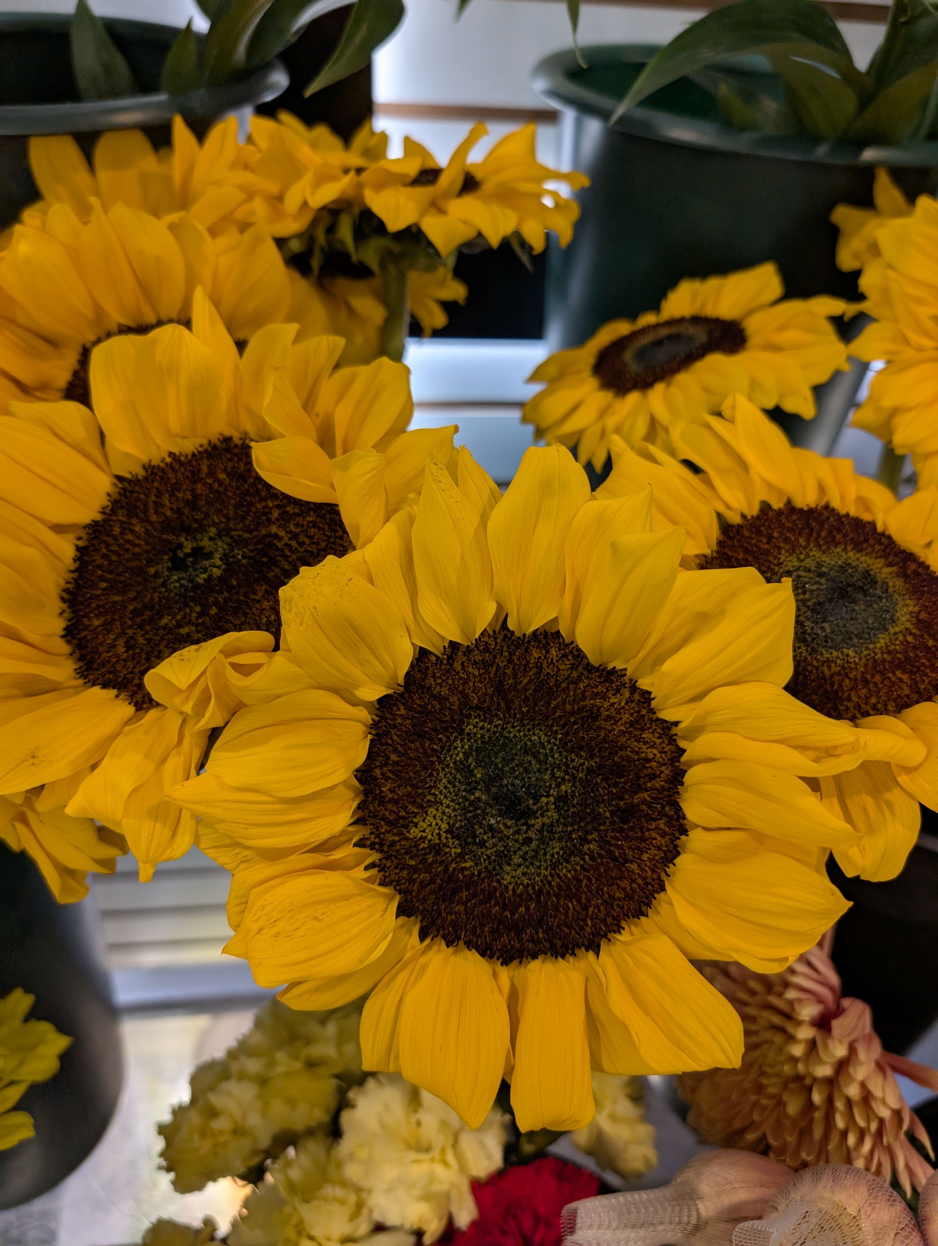 Bright yellow sunflowers clustered in dark containers
