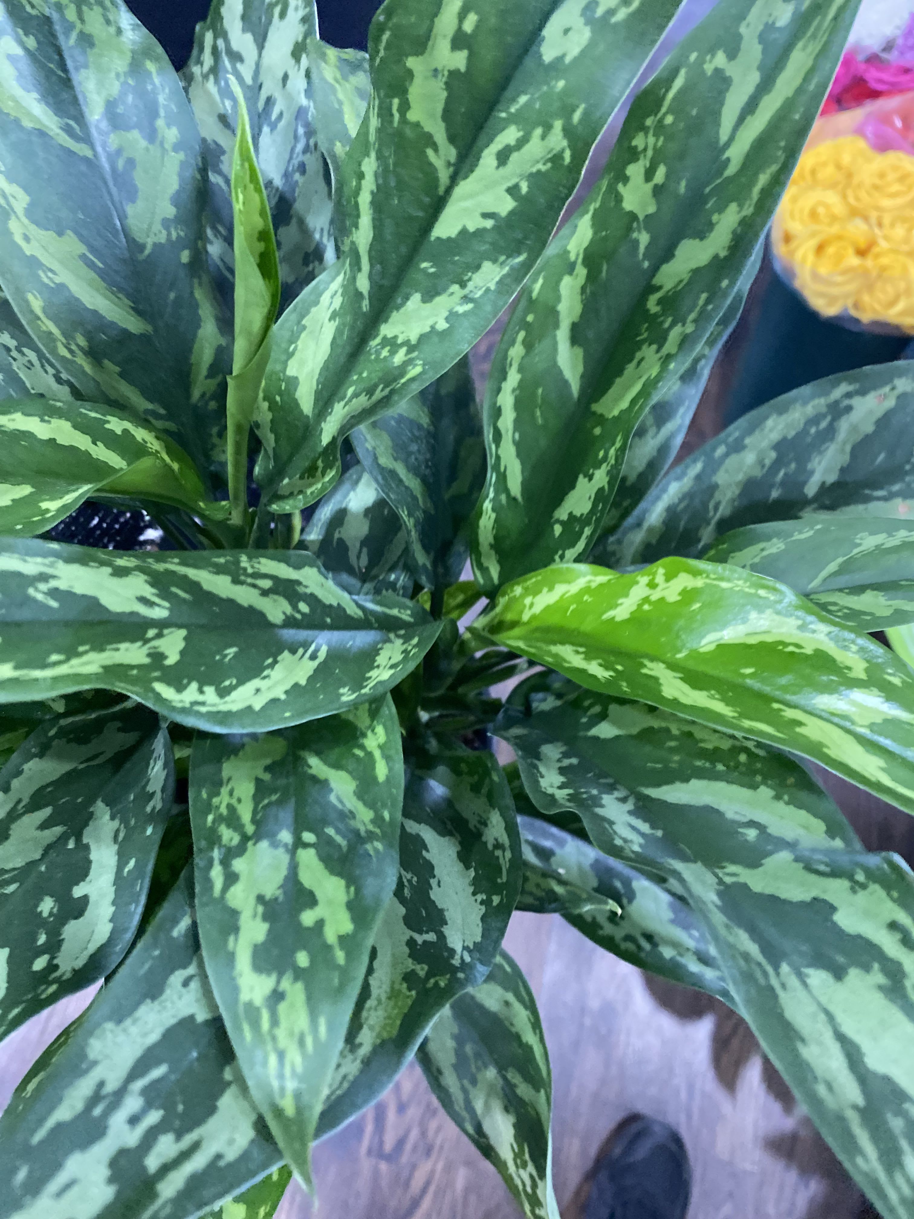 Chinese Evergreen - A lush houseplant arrangement centered on a striking Chinese evergreen-its long, pointed leaves patterned in light and dark green variegation create a fresh, tropical look that brightens any room. Perfect as a green-gift for a housewarming, office desk, or "thinking of you" moment, this leafy plant brings calm and texture without taking up much space.  The dense, layered foliage gives a full, sculptural presence and a soft, layered texture that catches light beautifully. The focus stays on the plant's bold variegation and compact form. Ideal for someone who prefers low-maintenance greenery over cut flowers.  This is a casual, decorative piece meant for everyday home or office display-she'll feel noticed by a gift that livens her space and lasts. Standard care: moderate indoor light, regular but light watering, and an occasional wipe of the leaves to keep that glossy, healthy sheen.