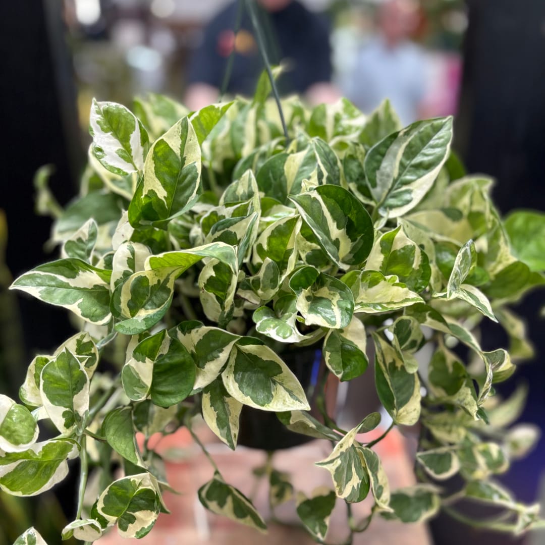 Variegated green-and-white potted plant with trailing leaves