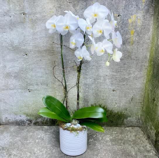 Two Stem Orchid Planter - Two stems of phalaenopsis orchids in a silver pot. A gift that is sure to impress in any situation.  APPROXIMATE DIMENSIONS: 12" W x 32" H