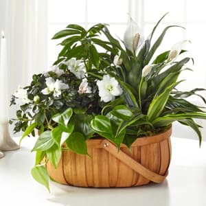 Basket of green houseplants with small white flowers