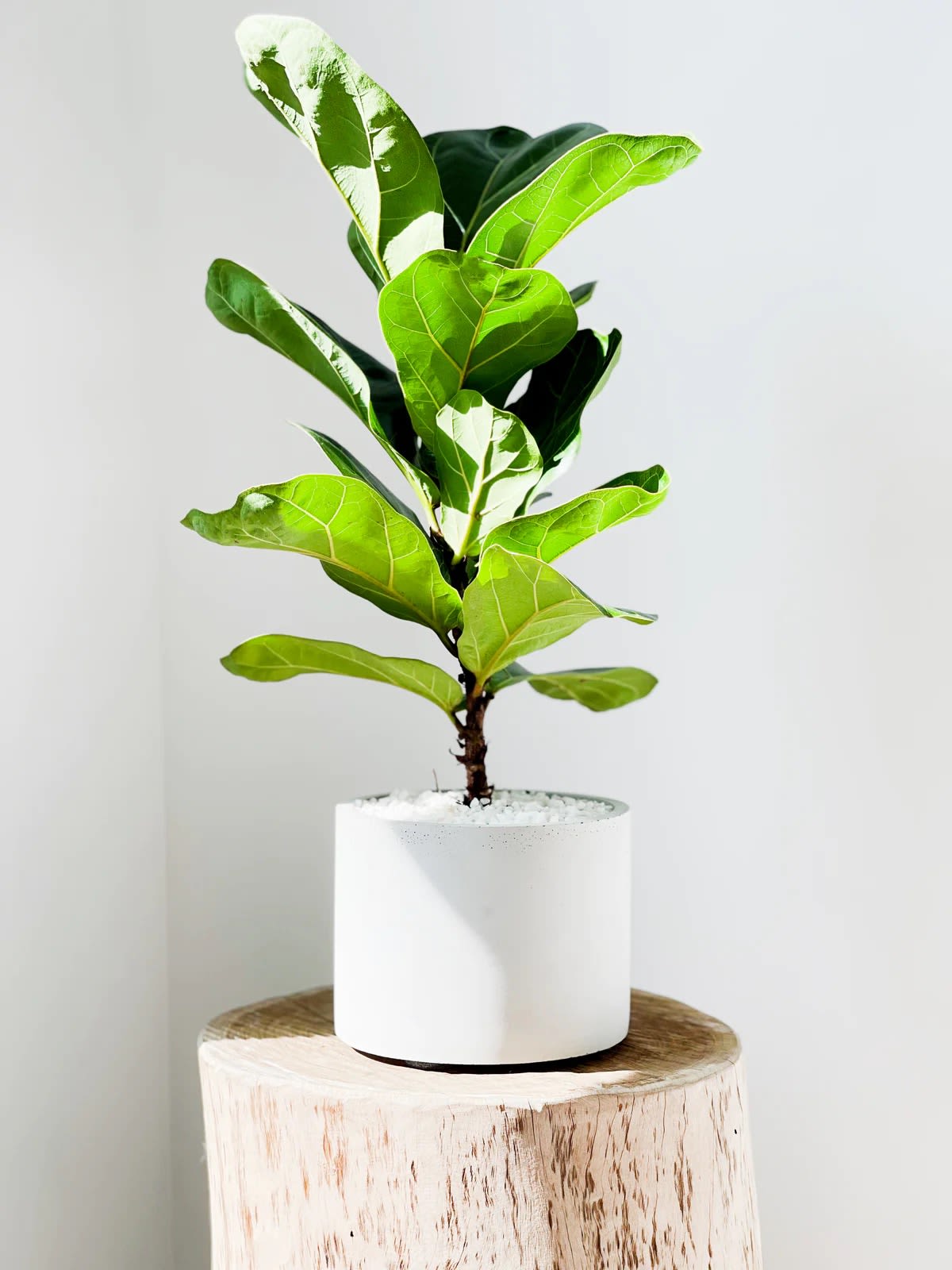 Potted fiddle leaf fig plant in a white cylindrical pot