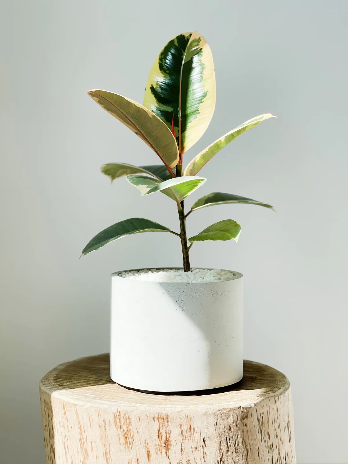 Potted variegated rubber plant in a white cylindrical planter