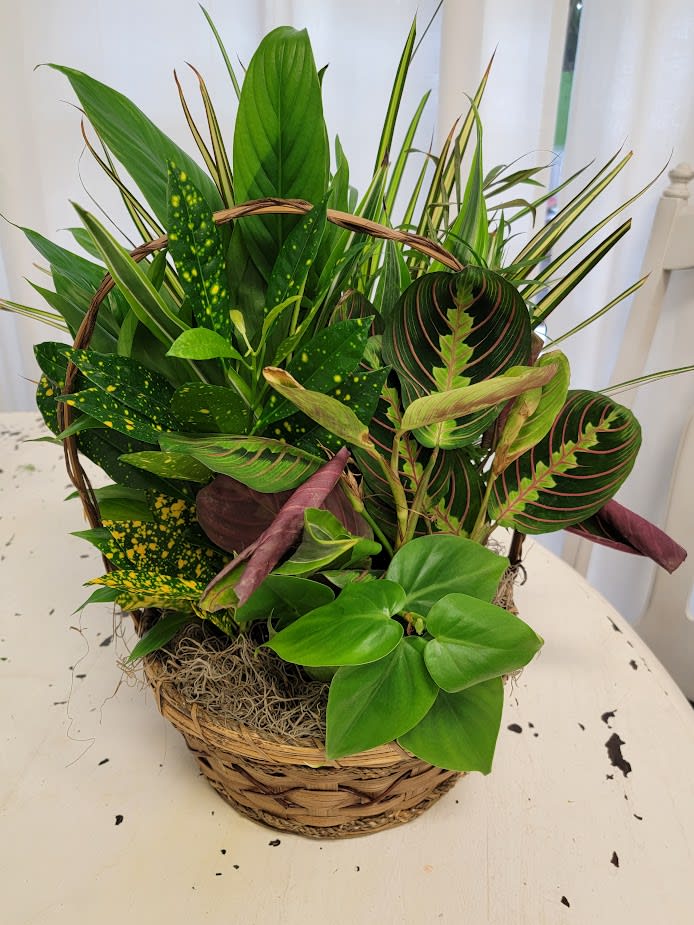 Basket of assorted green houseplants with patterned leaves