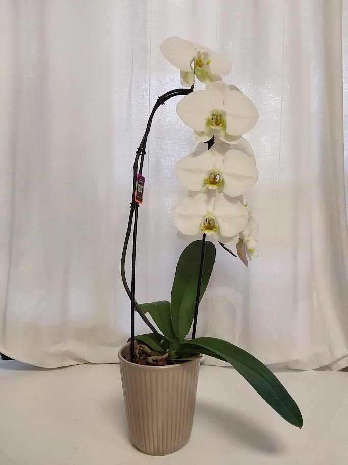 White orchid plant in a beige pot with a support stake