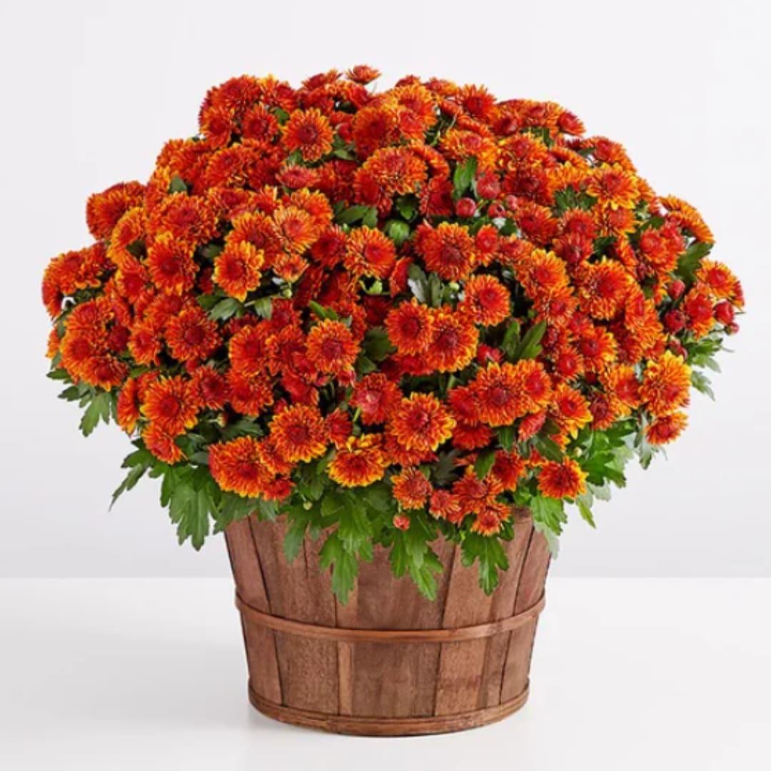 Orange and red chrysanthemums in a wooden basket
