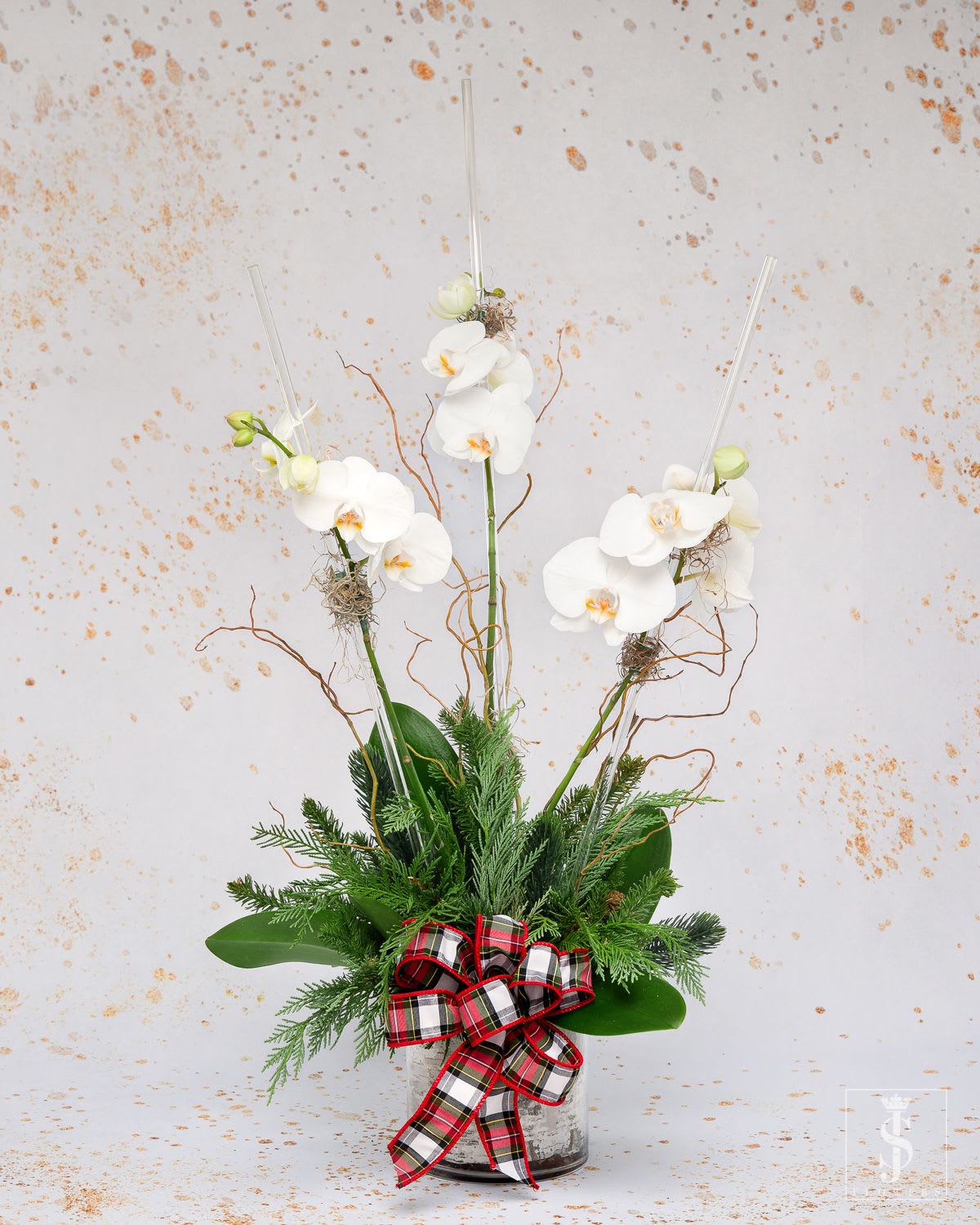 Classic Orchids  - Single, Double, or Triple white phalaenopsis orchid stems stand tall atop a festive explosion of  green leaves. This arrangement stands up to 34” tall.