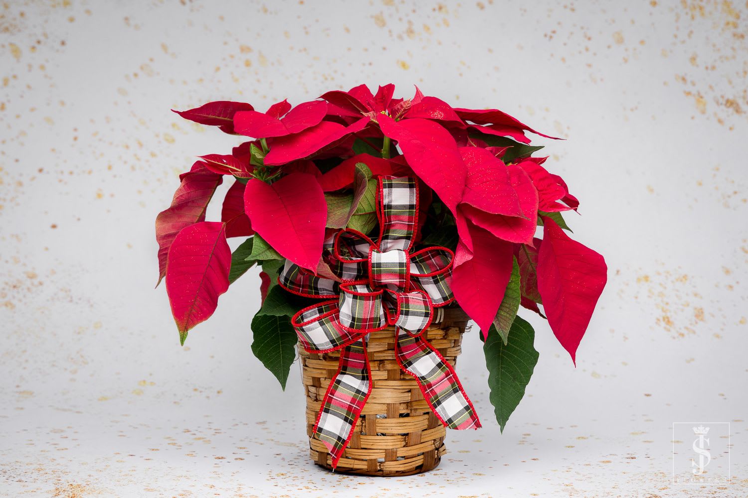 Classic Poinsettia - A Christmas classic, this lovely living red poinsettia plant looks extra festive in a basket. Order this Christmas poinsettias for a loved one and let them know you're thinking of them this holiday. This living arrangement features a potted red poinsettia plant.  Orientation: All-Around