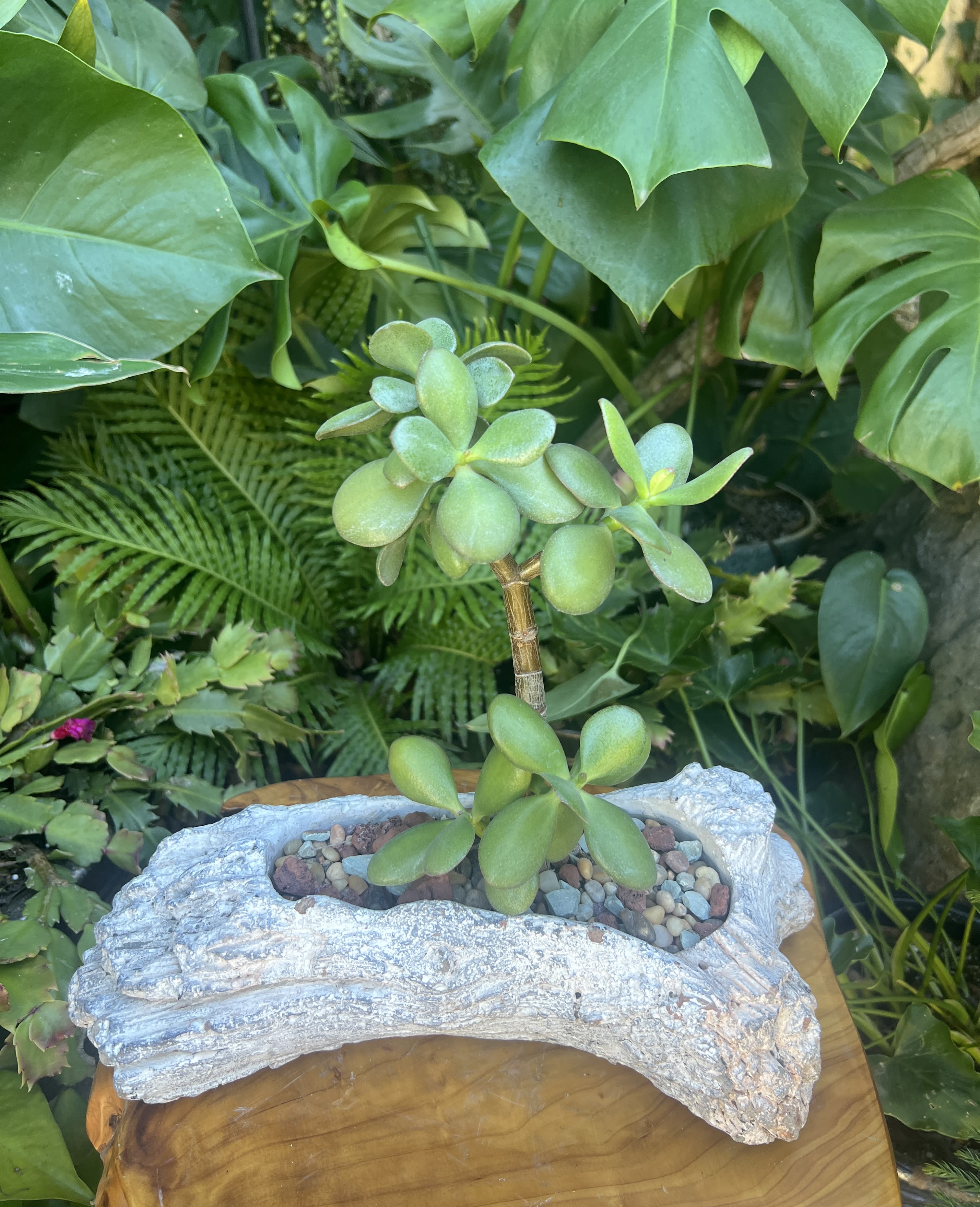 Potted succulent in a driftwood-style planter with pebbles