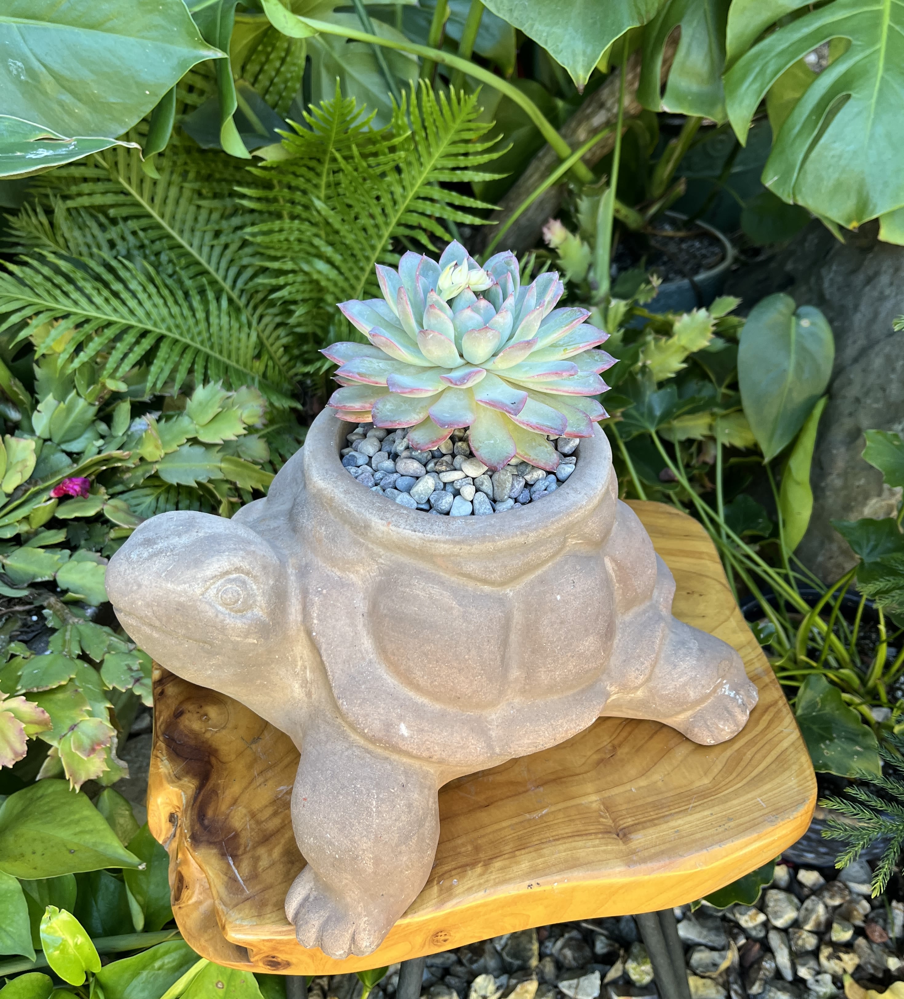 Turtle  - Live succulent 