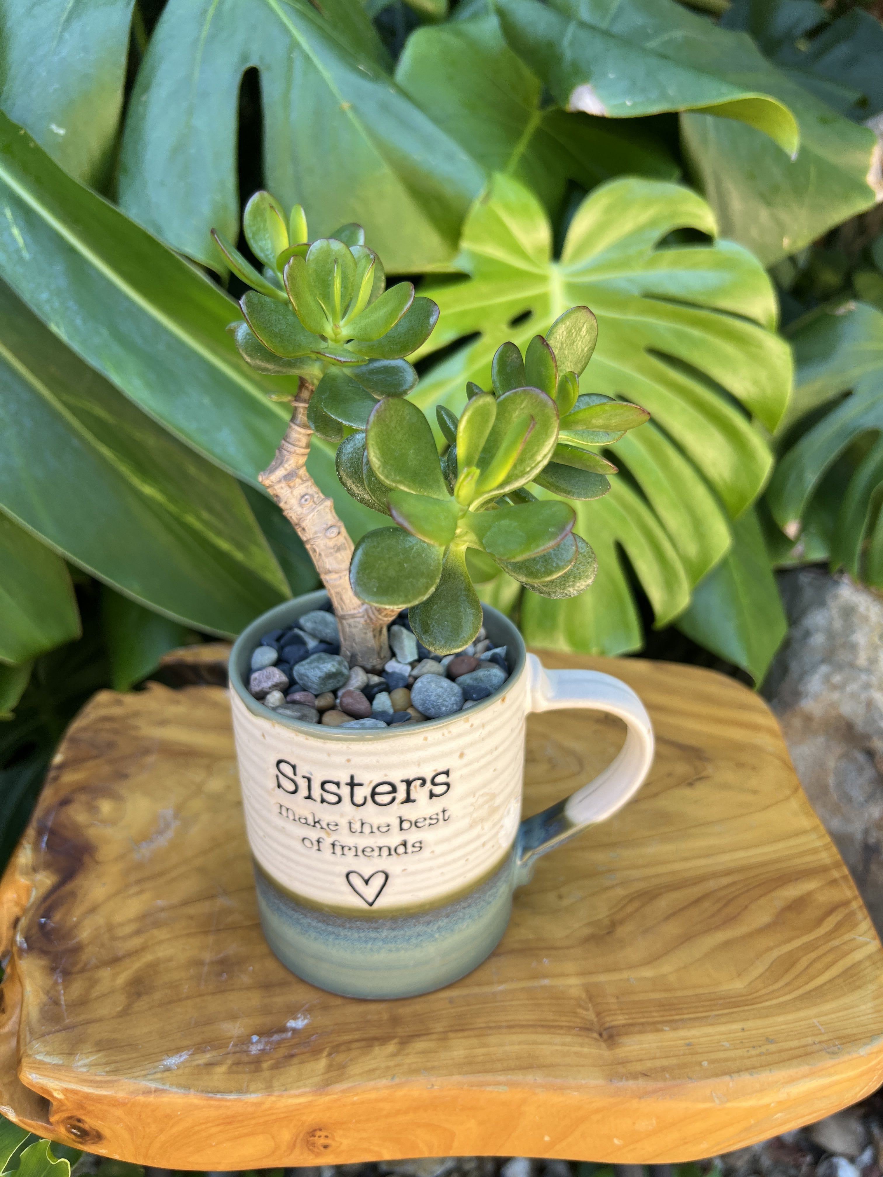 Sister - Live succulent 