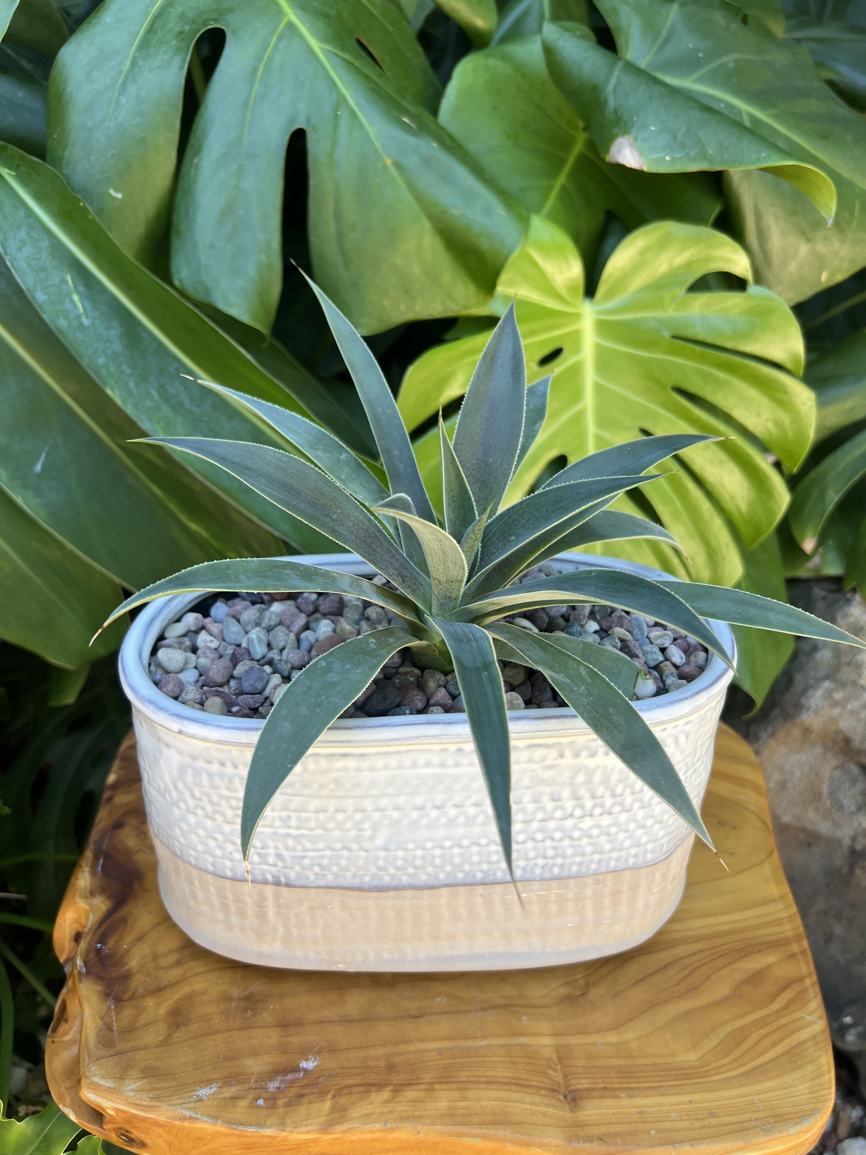 Succulent For You  - Live succulent 