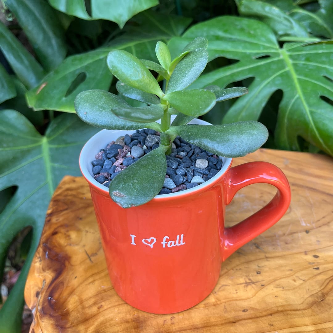 Succulent in a red mug planter with pebbles on top